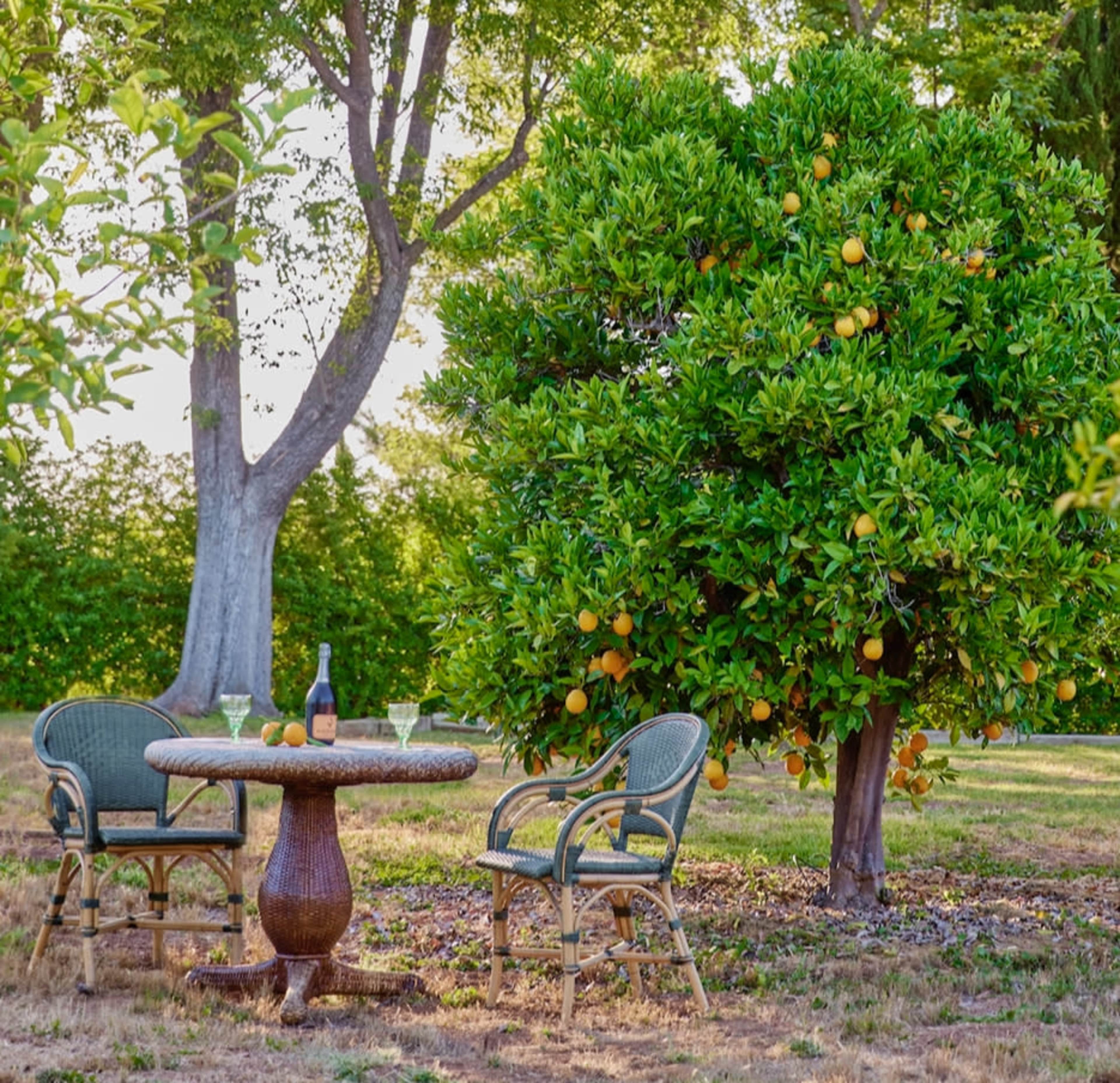 A table with two chairs is set under an orange tree in a garden.