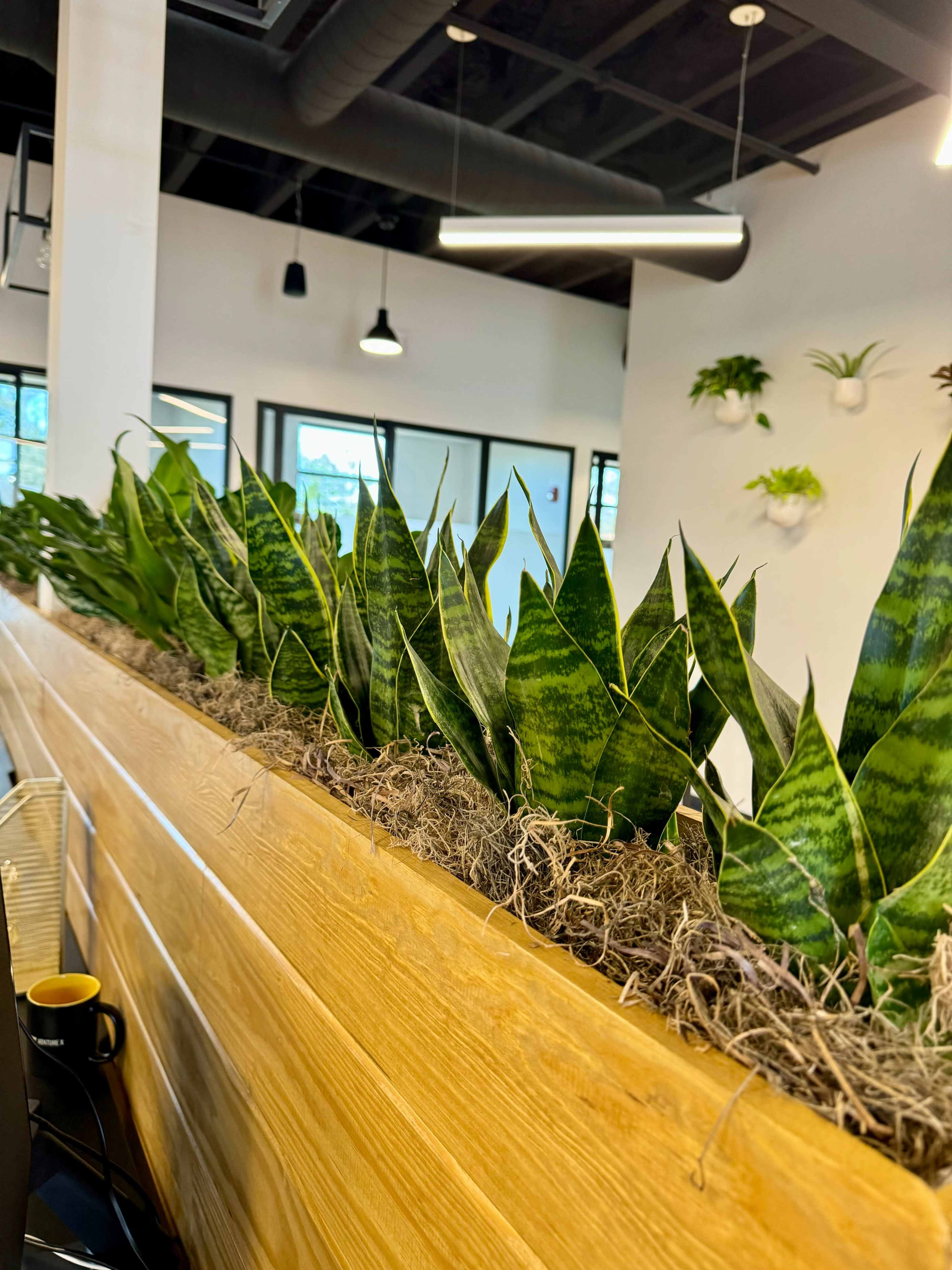 A row of snake plants is neatly arranged in a wooden planter along a modern interior space.