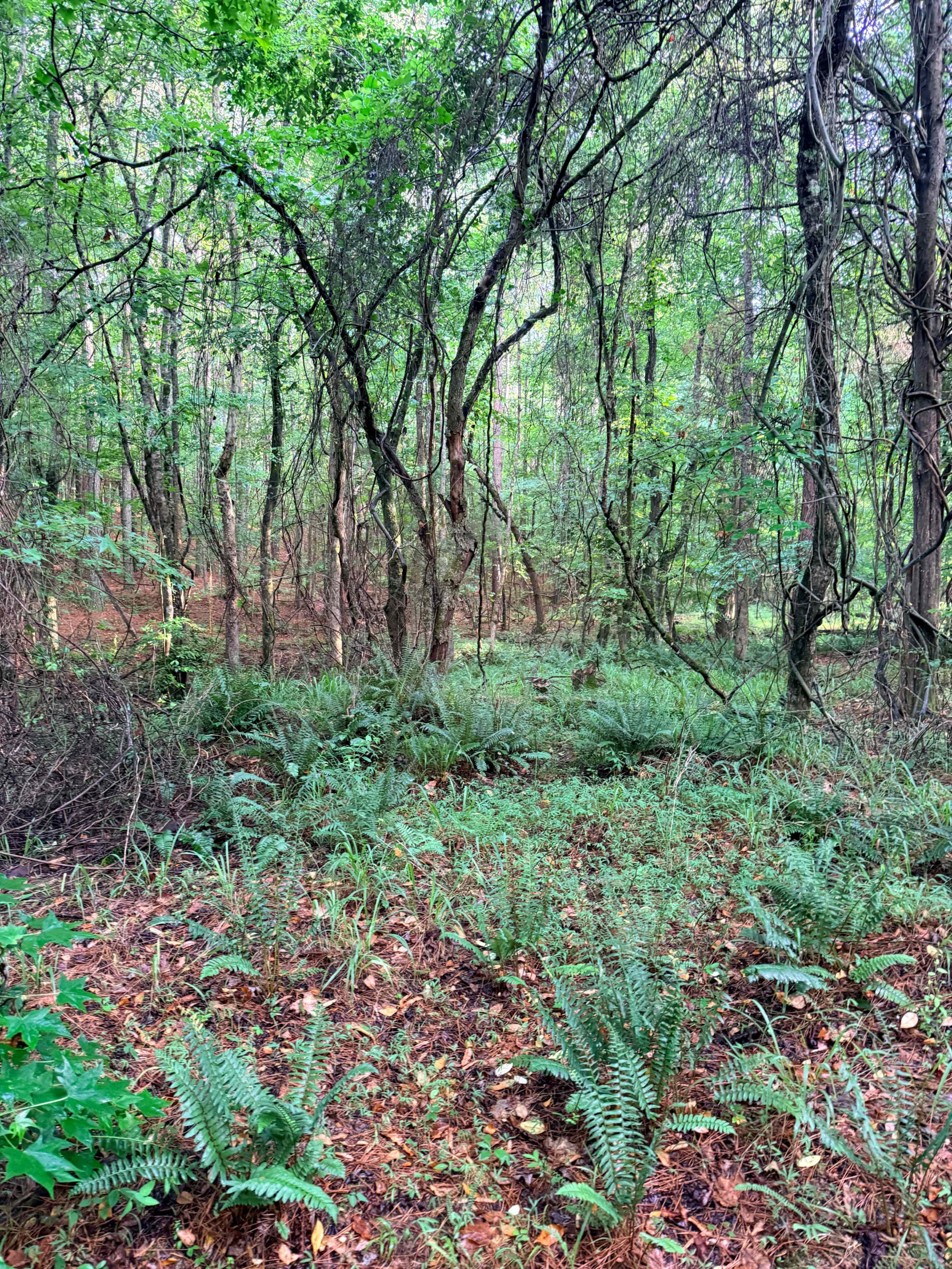 A dense forest scene features tall trees with green foliage and a carpet of ferns and leaf litter on the forest floor.