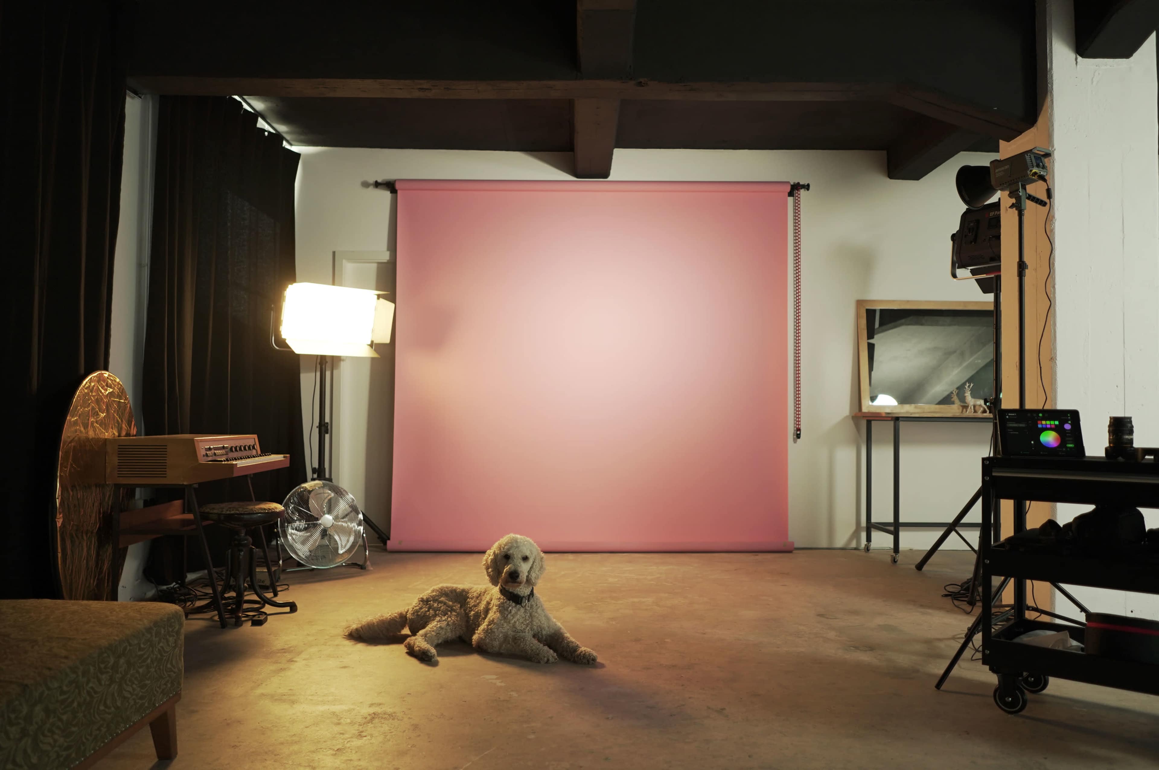 A dog lies on the floor in a photography studio with a pink backdrop and studio lights.