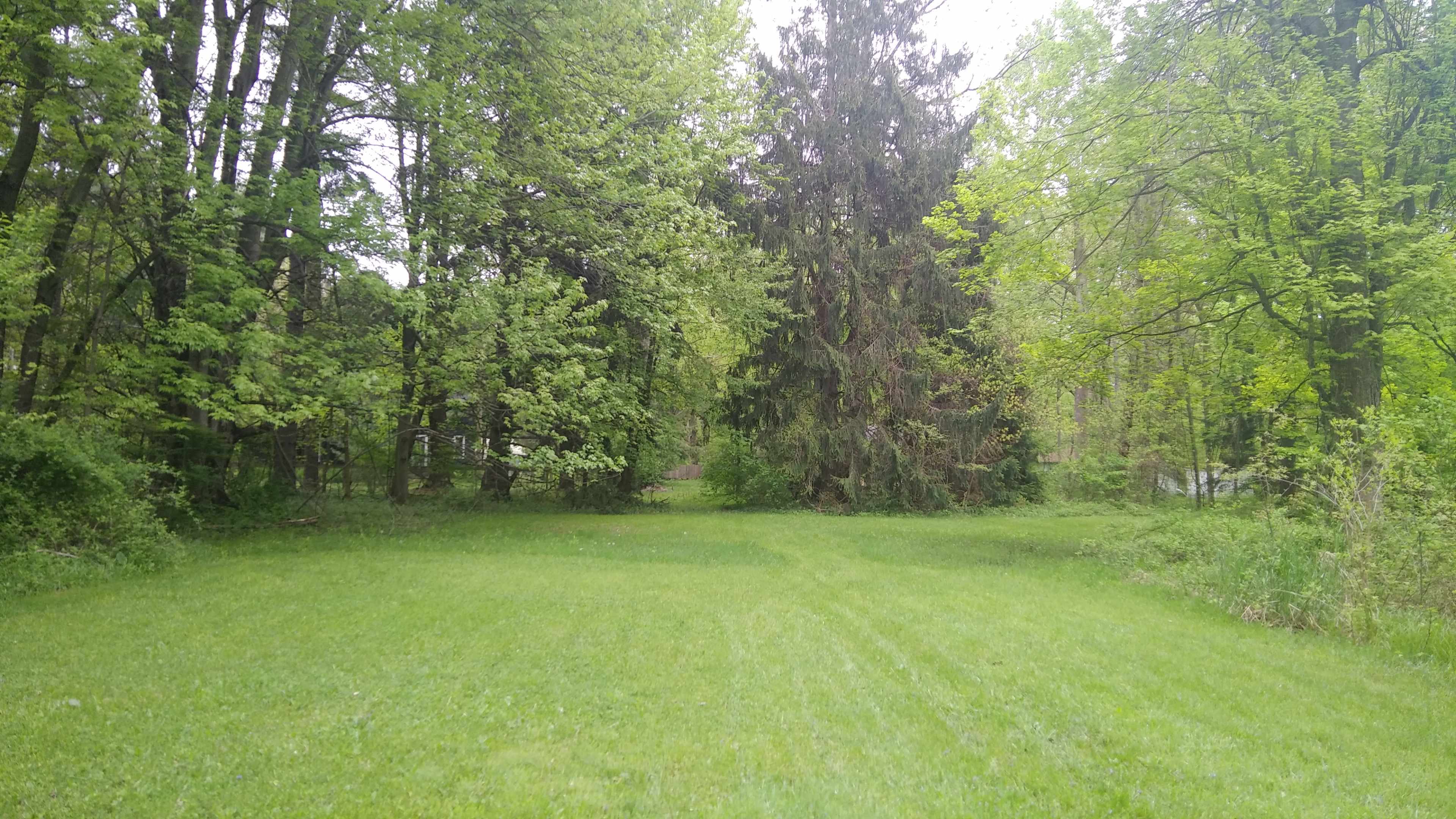 A grassy clearing is surrounded by tall trees on either side.
