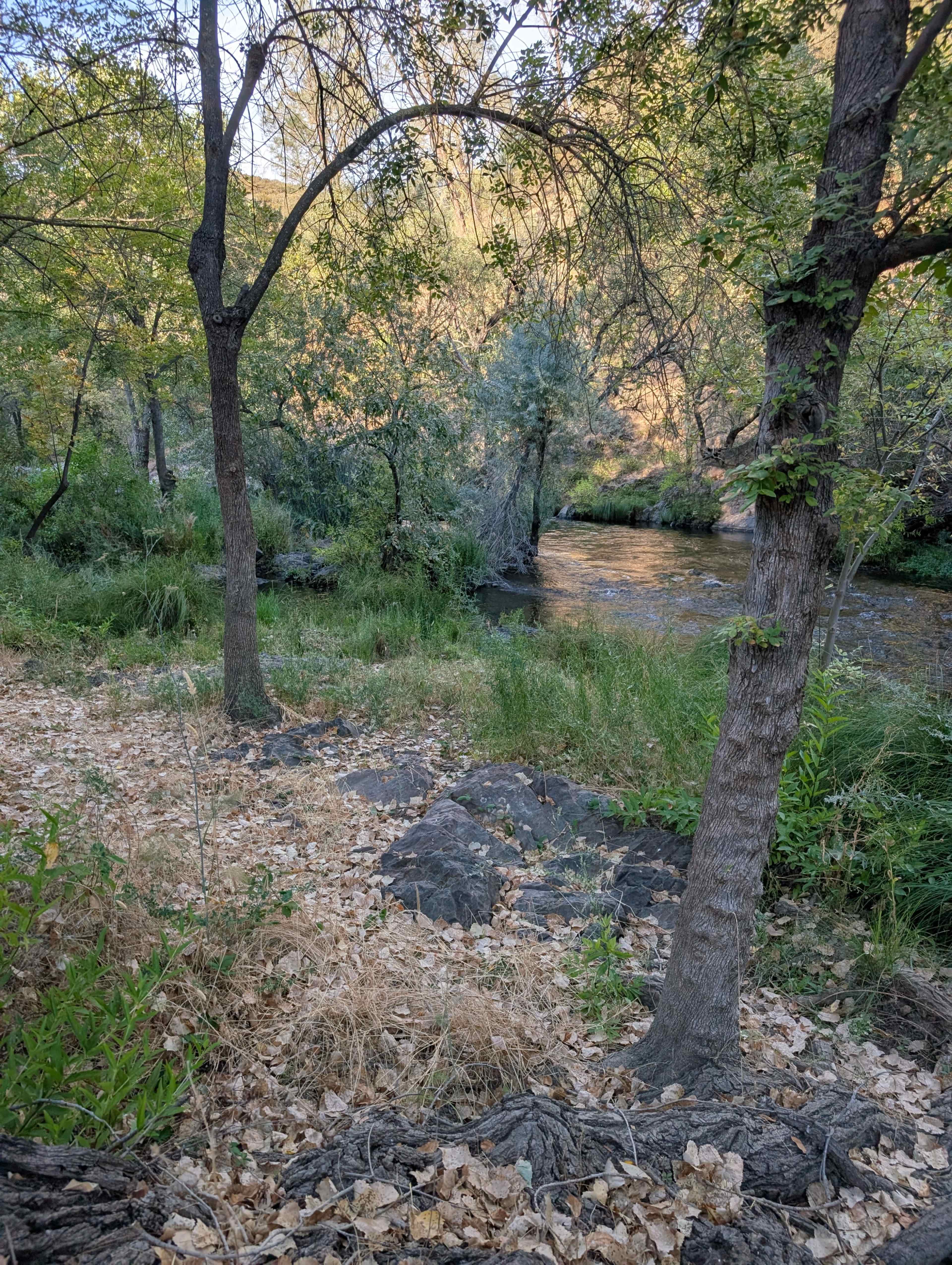 A stream flows through a wooded area, surrounded by trees and scattered leaves on the ground.