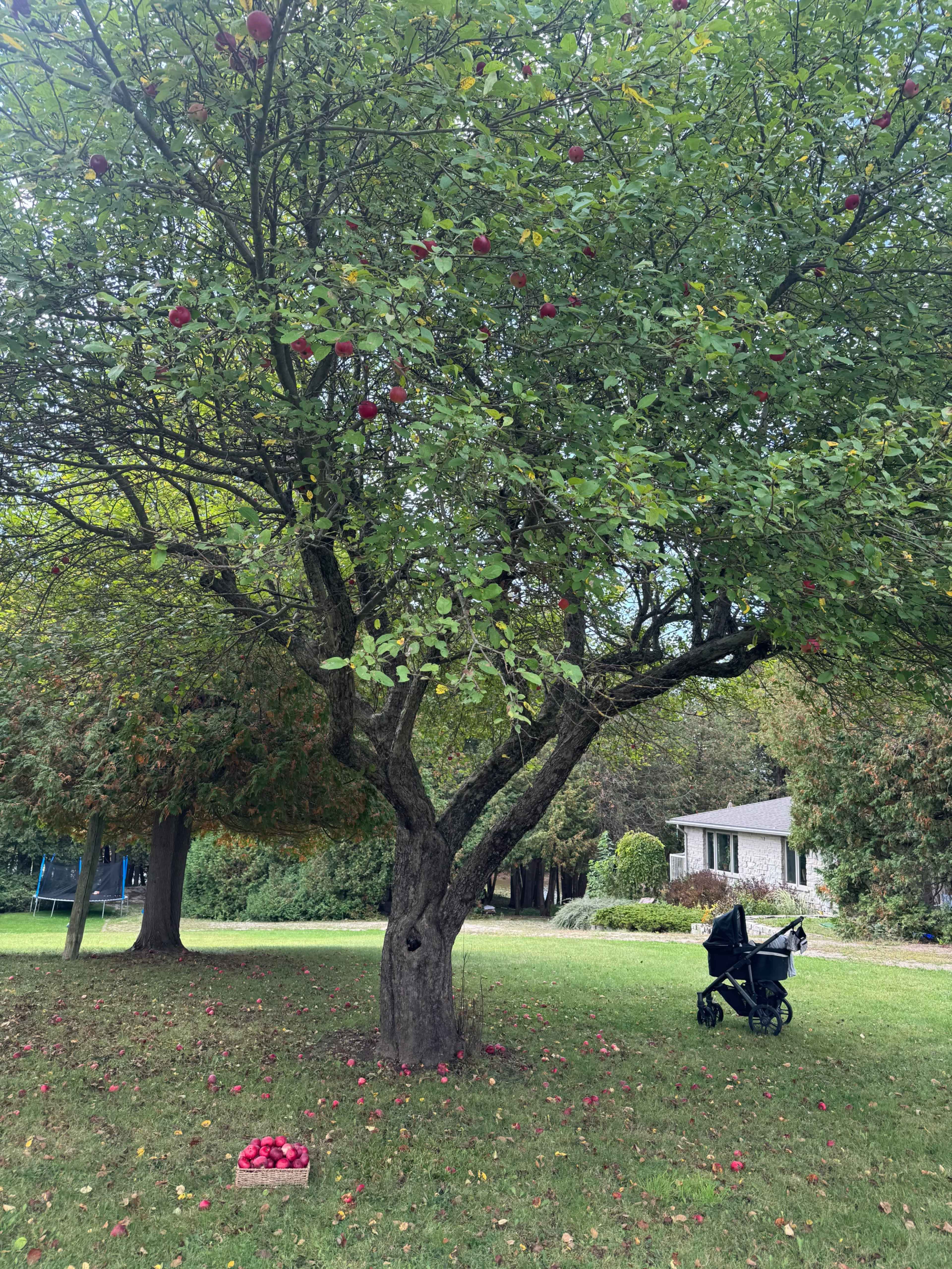 A large apple tree with red apples hangs over a grassy area, while a stroller sits nearby on the ground scattered with fallen apples.