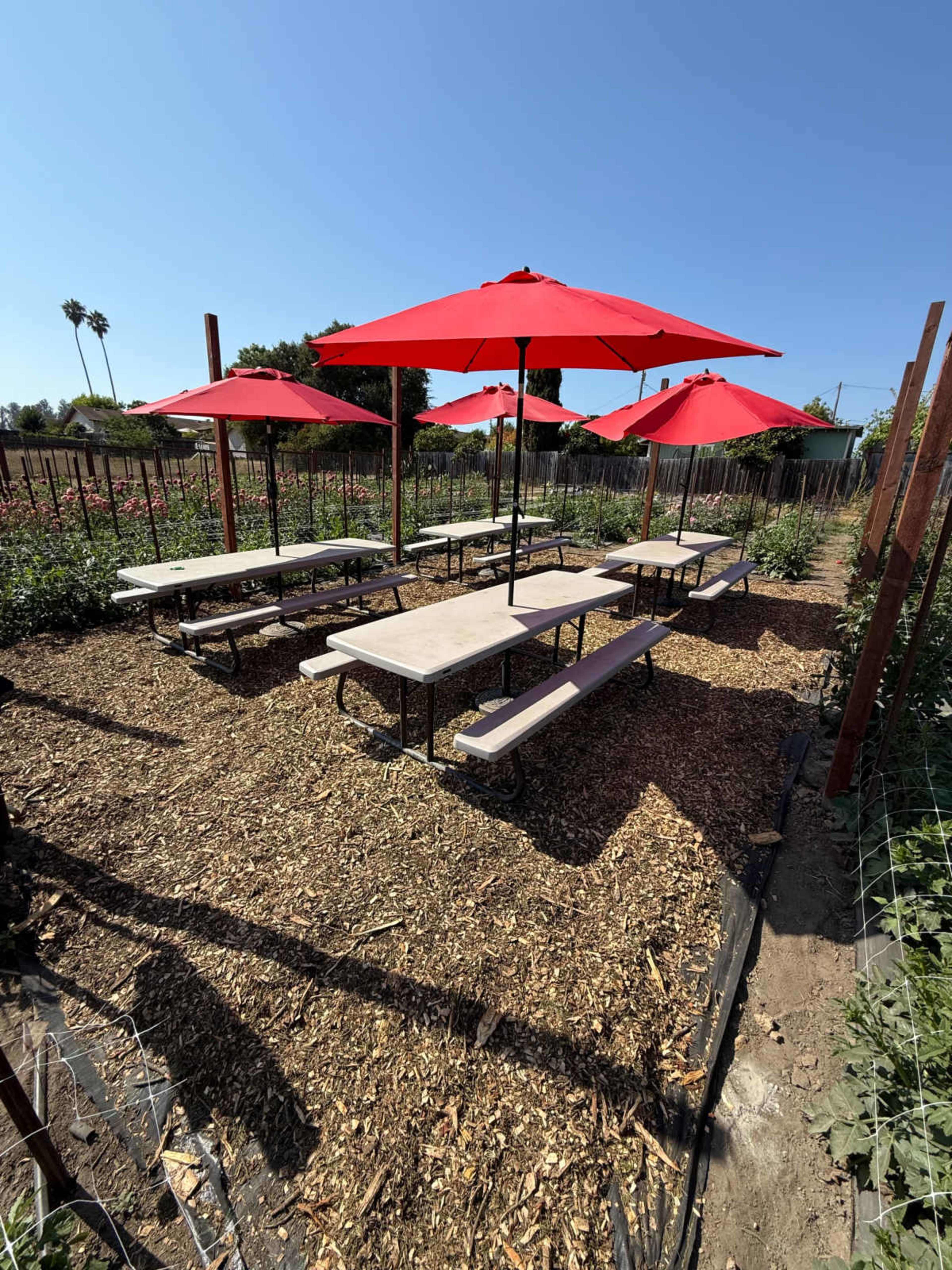 Intimate and Rustic Space in a Gorgeous Dahlia Field Image in Interlaken, Watsonville, CA