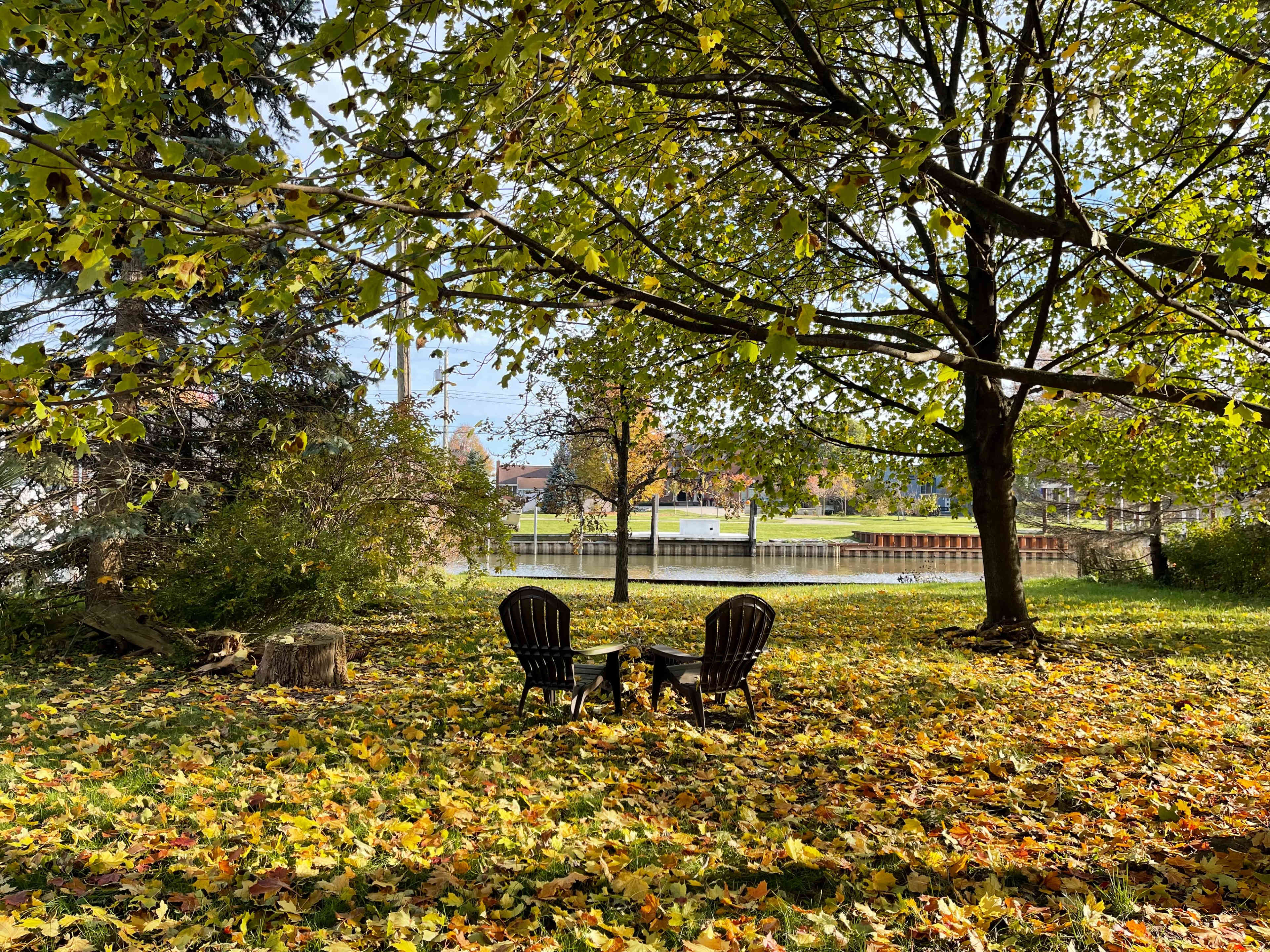 Two black chairs are placed in a yard covered with fallen leaves beneath a large tree.