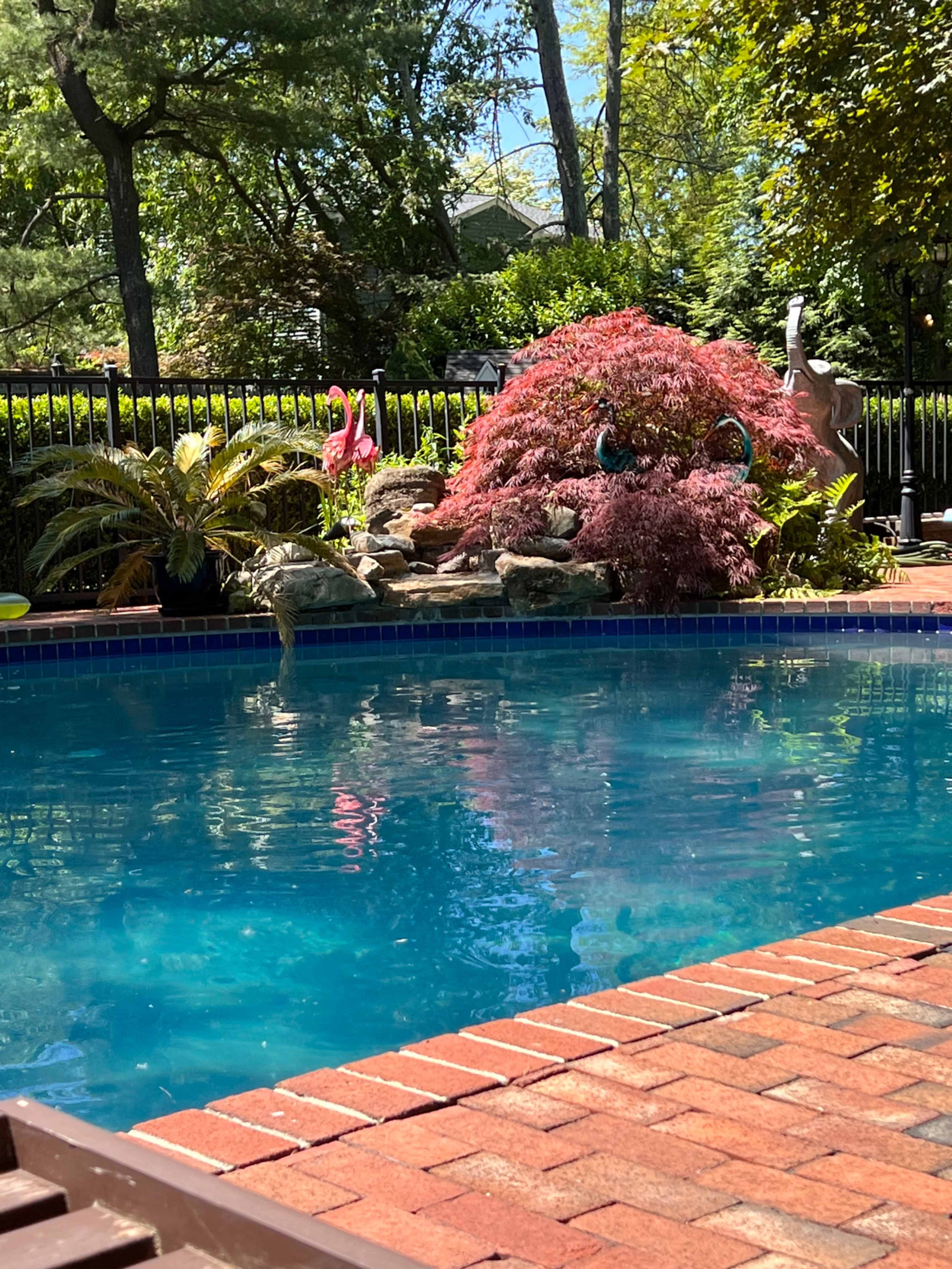The image shows a clear swimming pool surrounded by lush greenery and a decorative pink-leafed shrub.