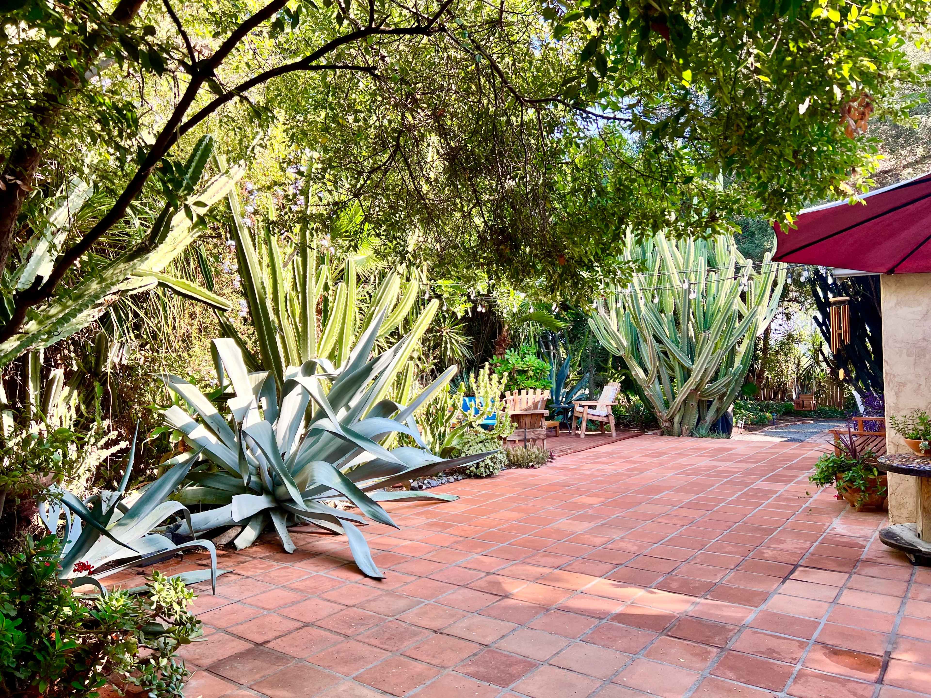 The image shows a spacious outdoor patio with large potted plants and a variety of cacti surrounded by lush greenery.