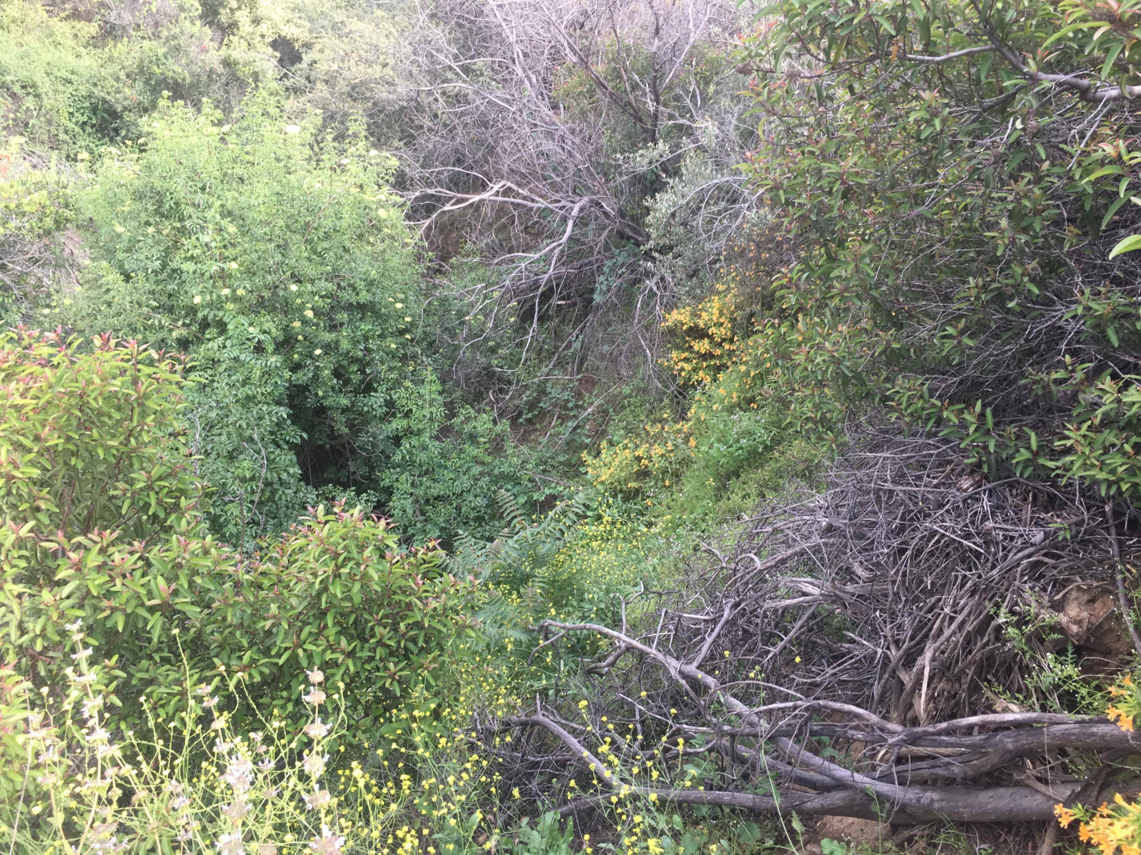 A densely vegetated area with a mix of green shrubs, trees, and scattered yellow flowers.