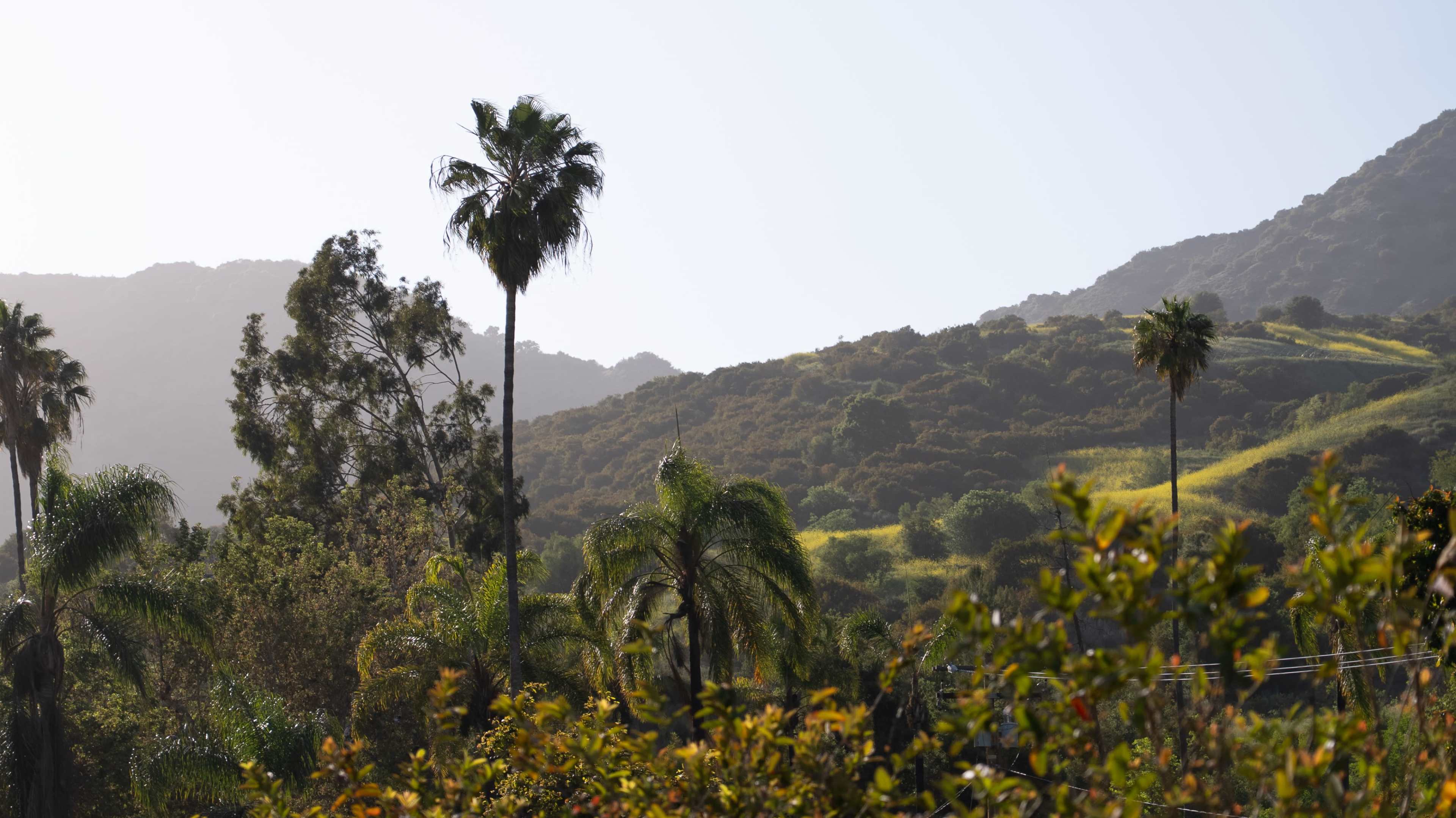 The image shows a mountainous landscape with palm trees in the foreground and green hills in the background.