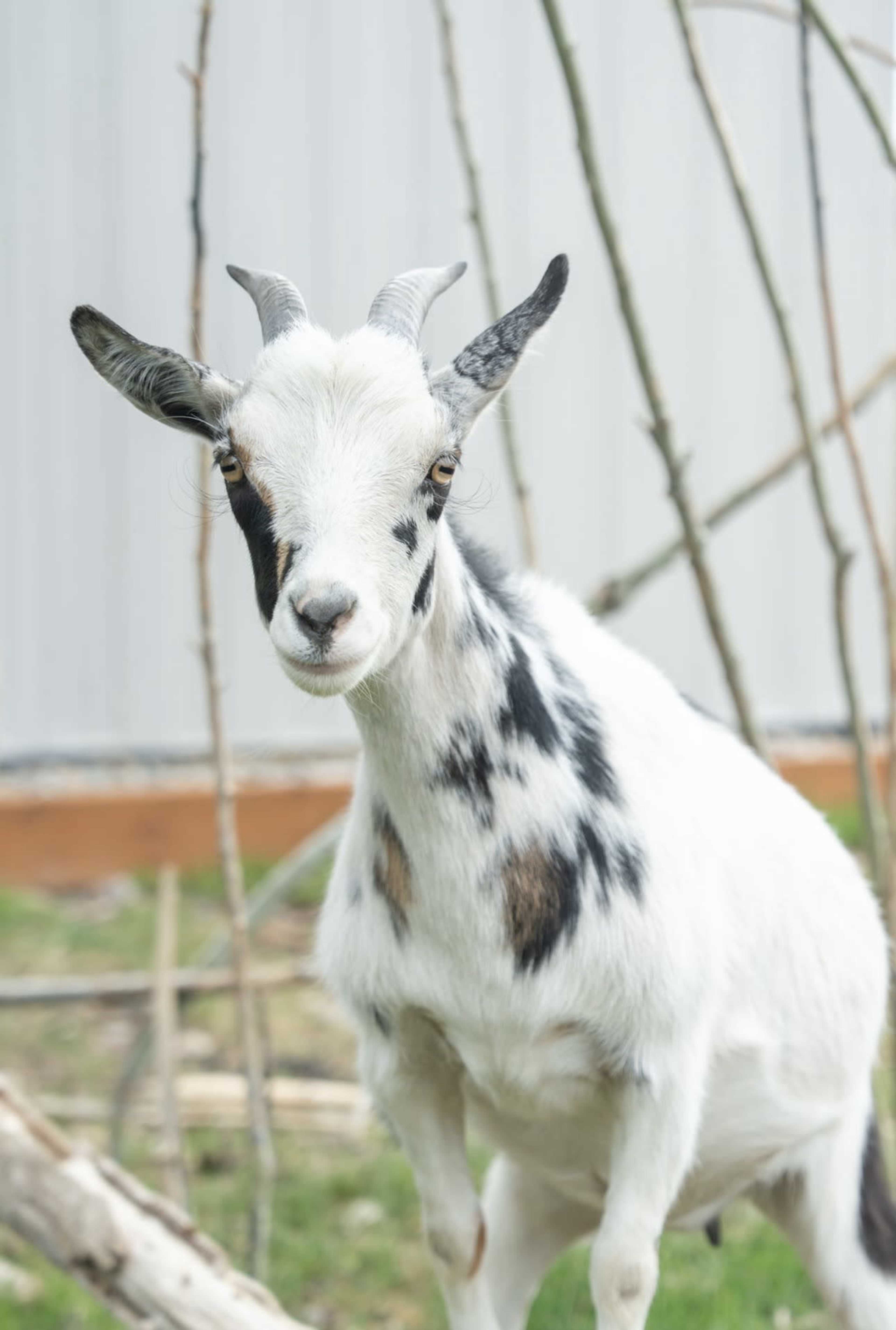 A black and white goat stands among twigs in a grassy area.