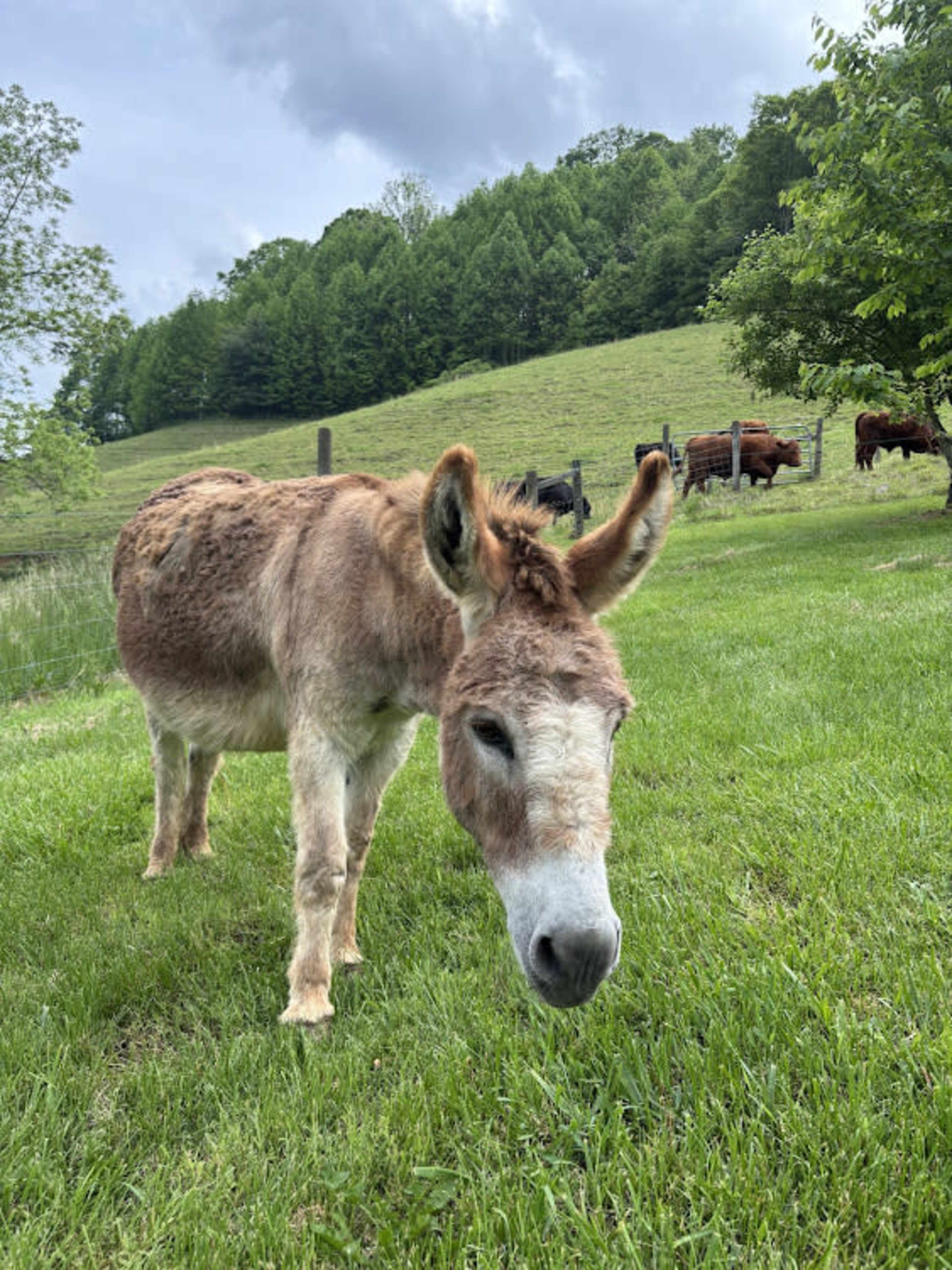 40 Acre Farm Retreat Center with Mountain Views Image in , Marshall, NC