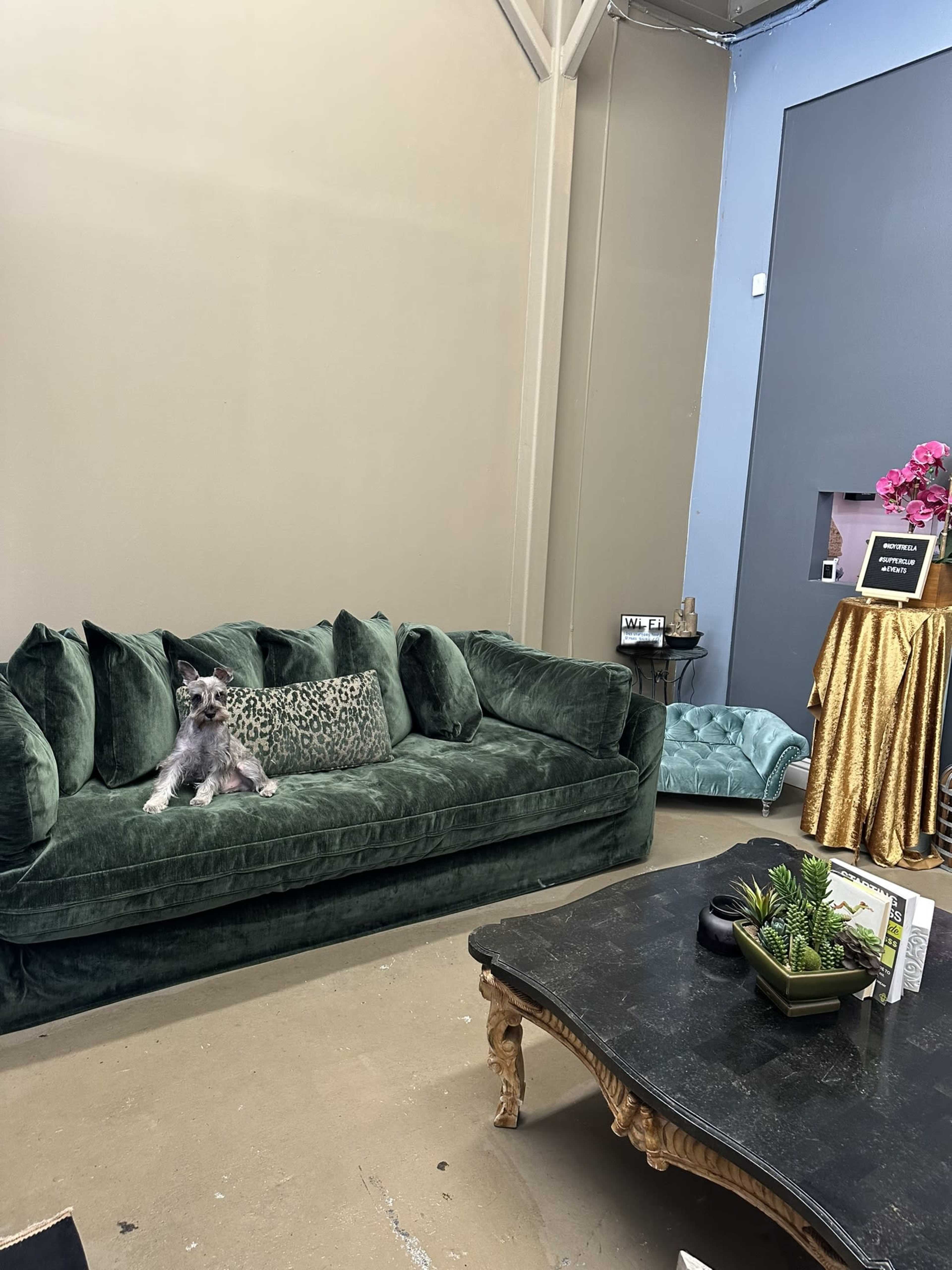 A dog sits on a green velvet couch in a room with beige walls and a gold table.