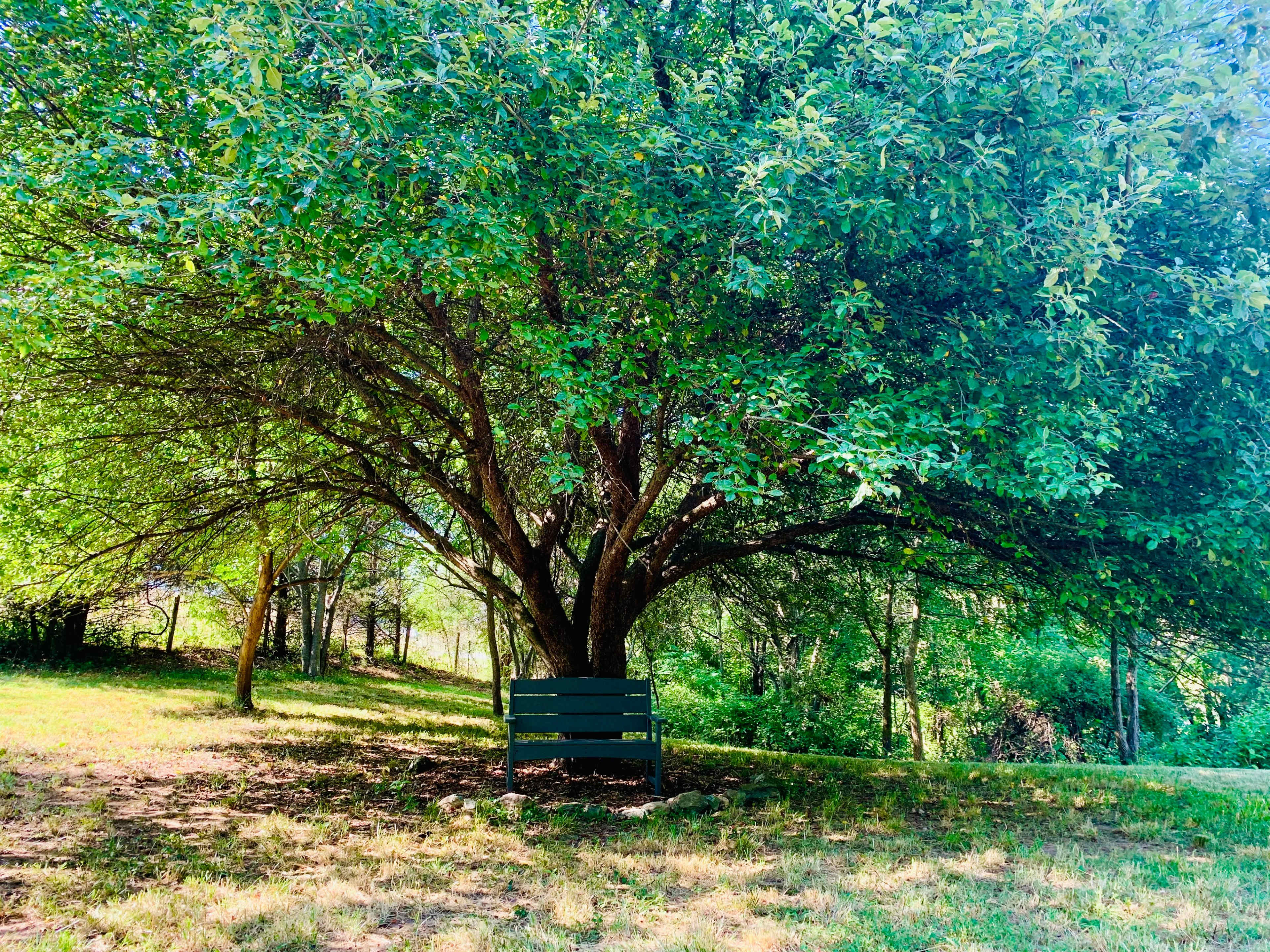 A green park bench sits beneath a large tree in a grassy area surrounded by dense vegetation.