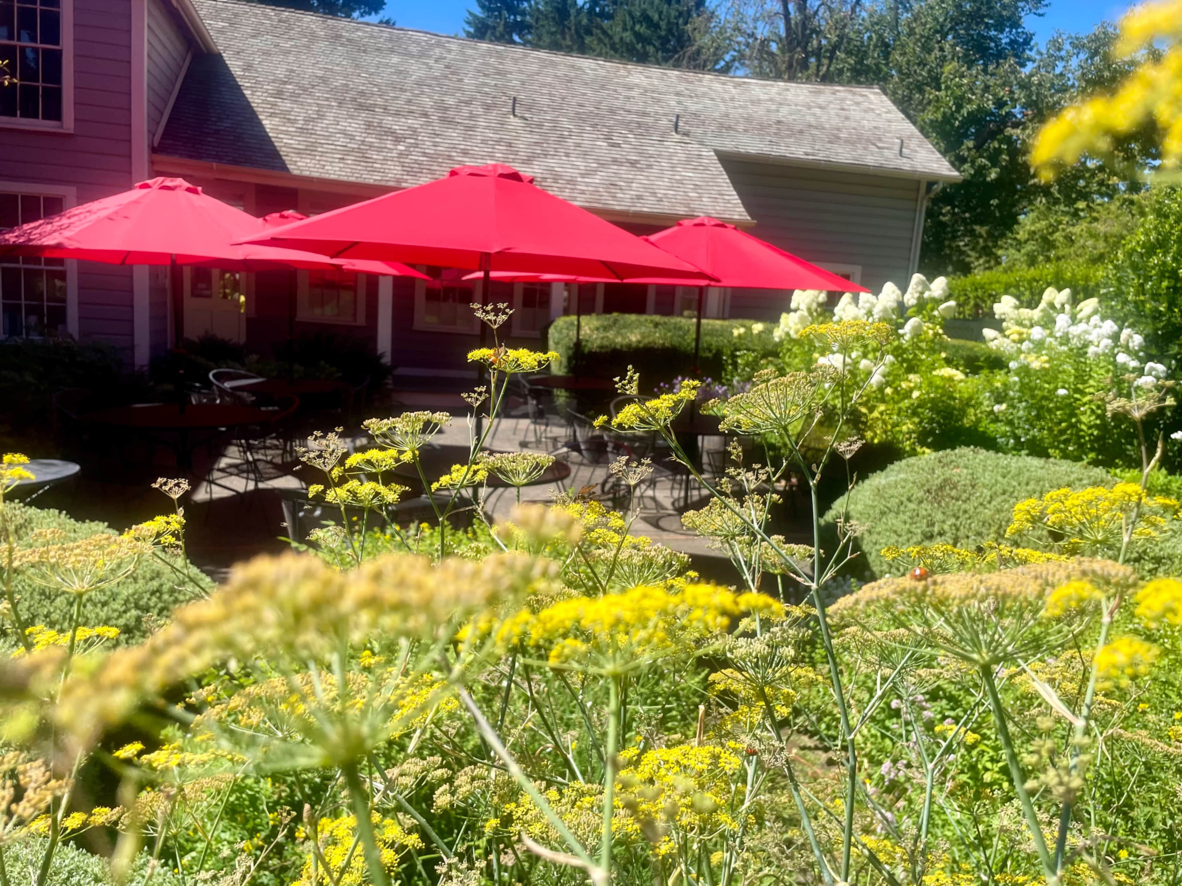 A patio area with red umbrellas is surrounded by blooming yellow flowers and green shrubs.