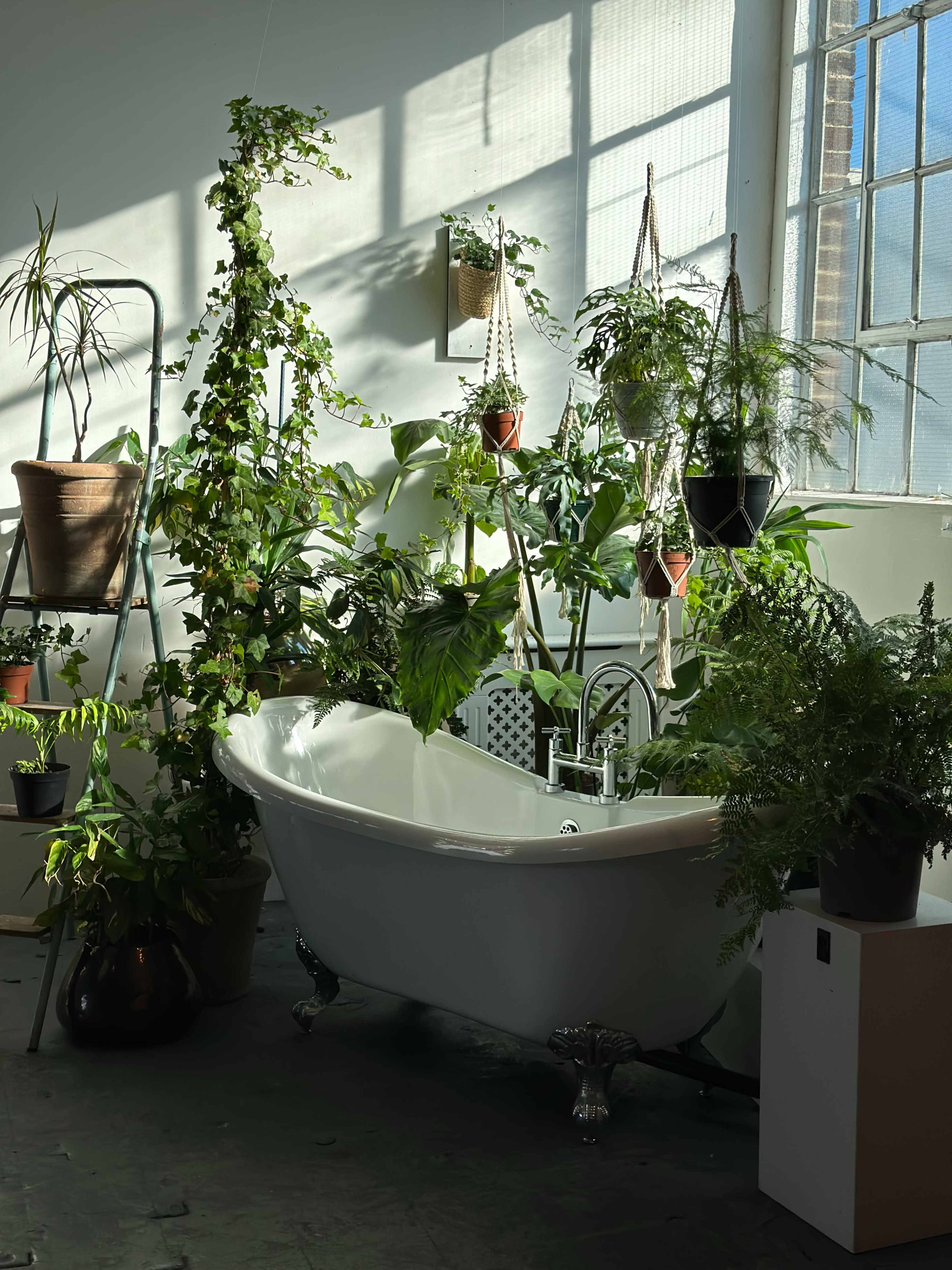 A clawfoot bathtub is surrounded by various potted plants in a bright, sunlit room with large windows.