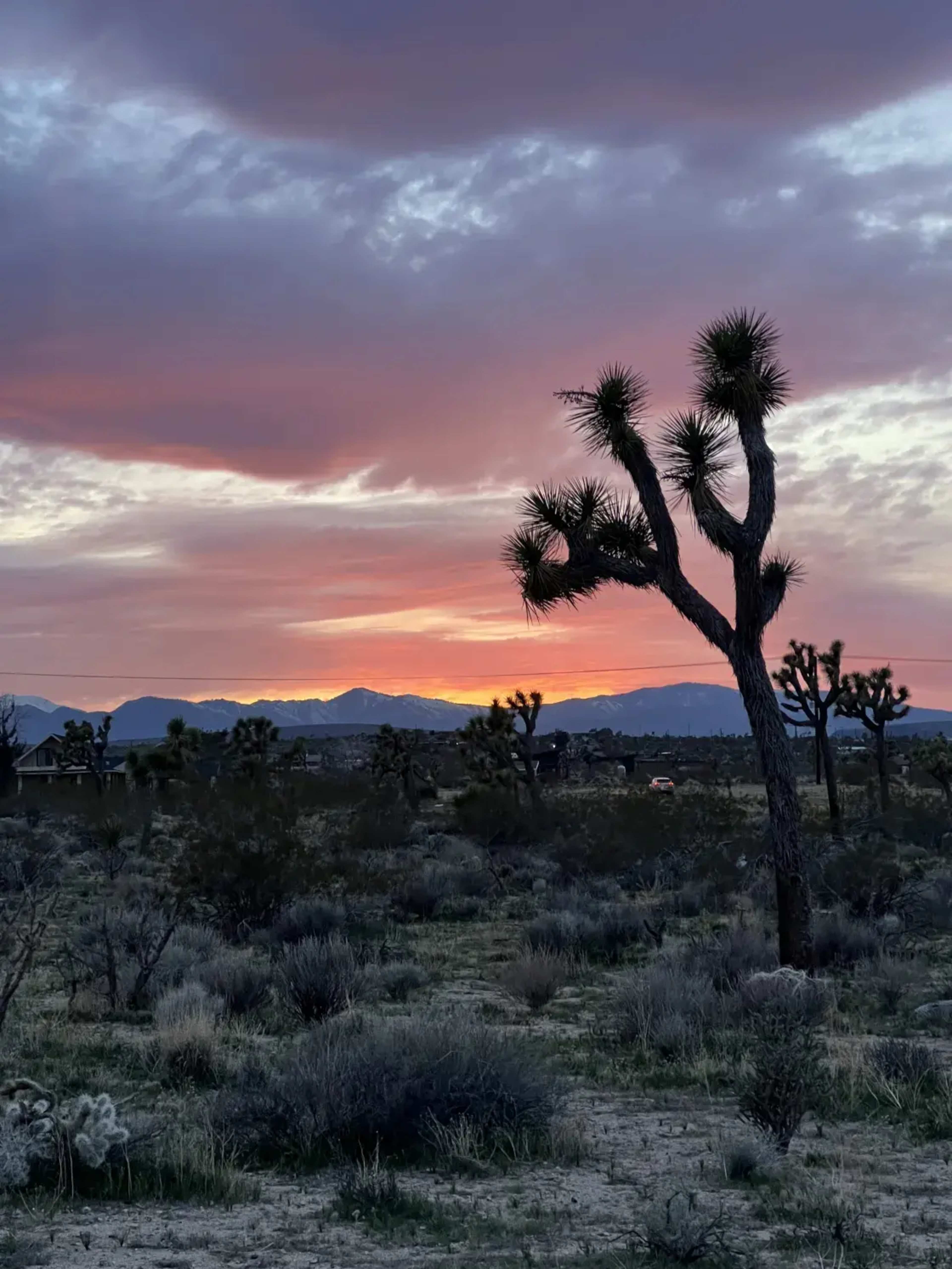 The image shows a desert landscape at sunset, featuring a prominent Joshua tree silhouetted against a colorful sky with mountains in the background.