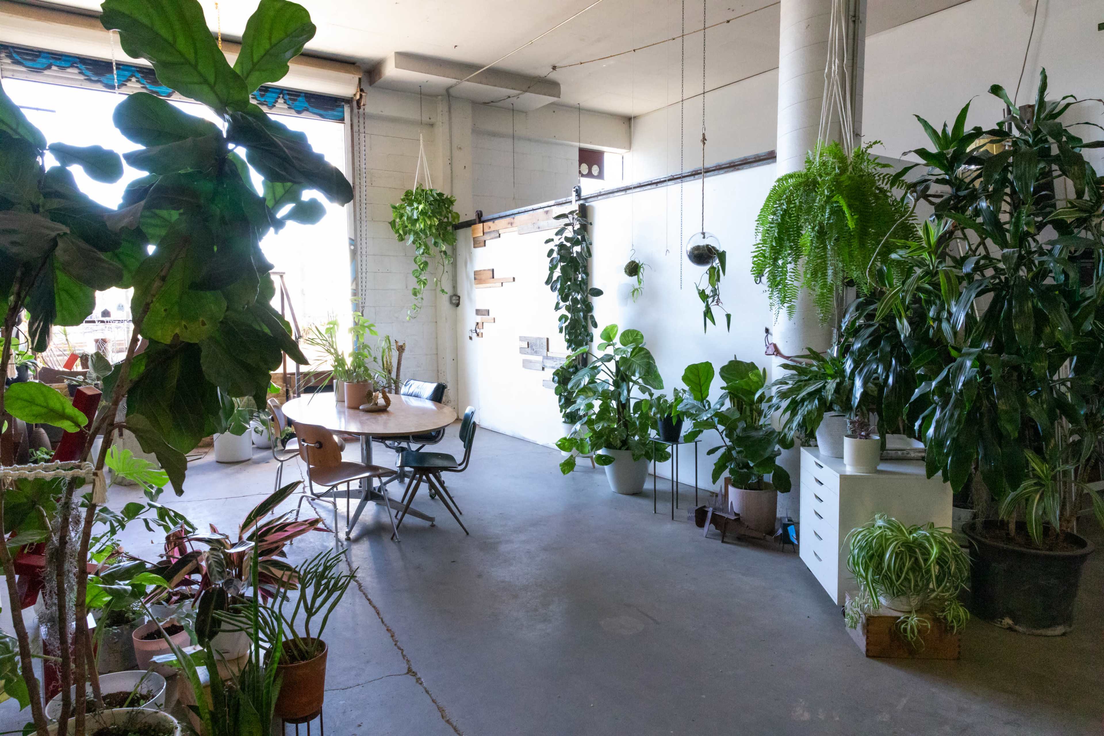 A spacious room filled with various indoor plants, featuring a wooden table surrounded by chairs and a white wall adorned with hanging plants.