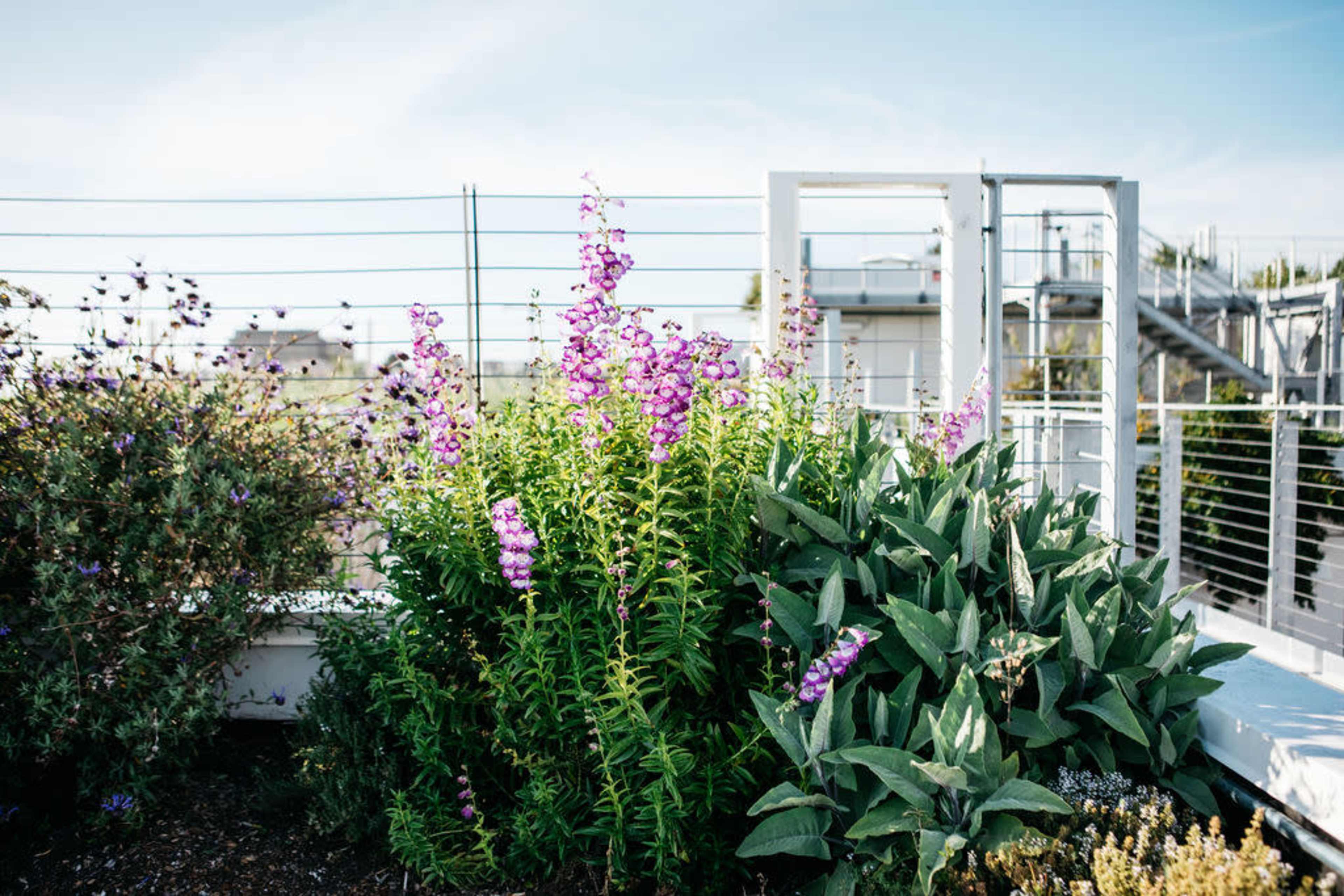 A rooftop garden features clusters of purple flowers and green foliage against a clear sky.