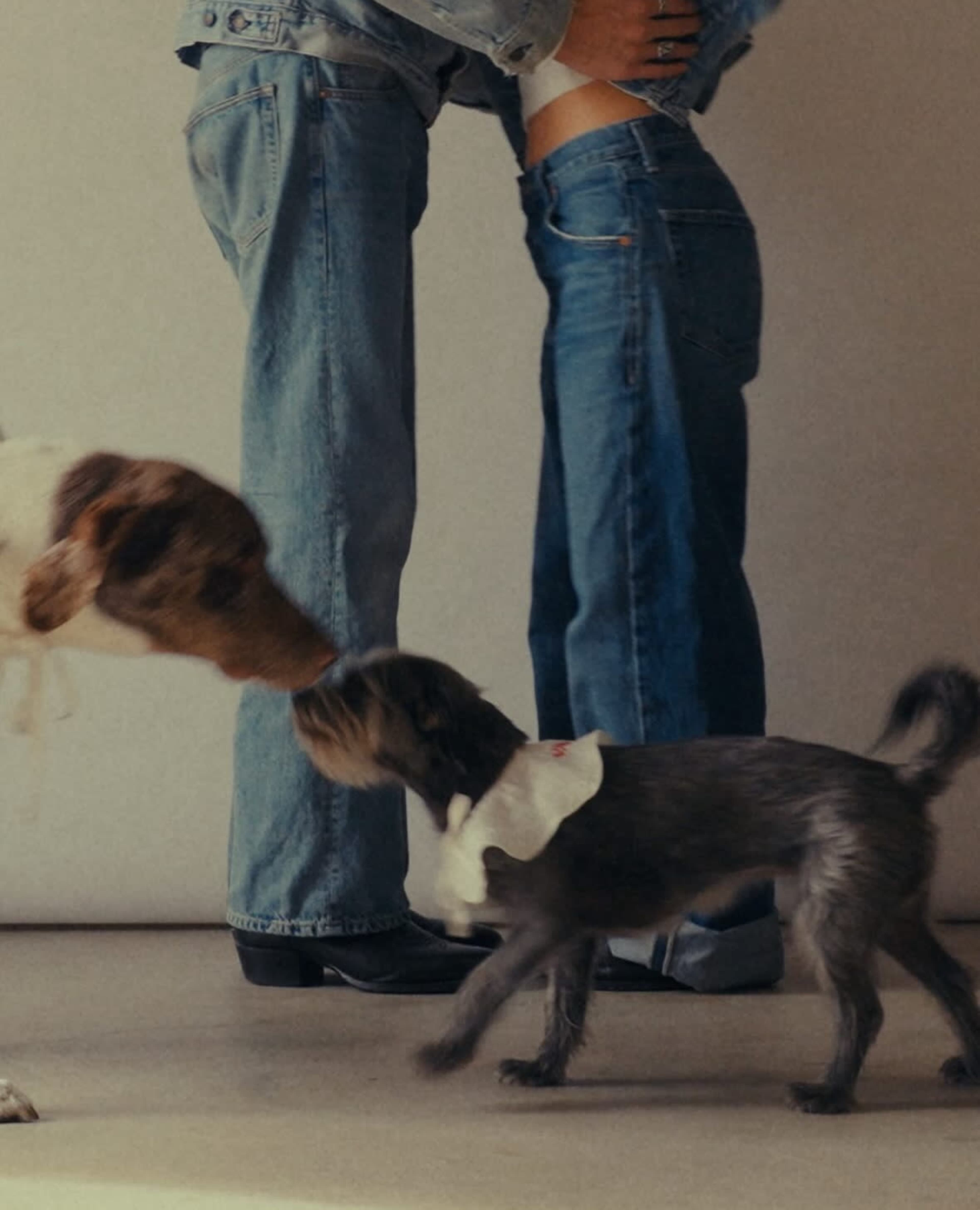 A person in jeans leans down to greet two dogs, one wearing a collar and the other with a bib.