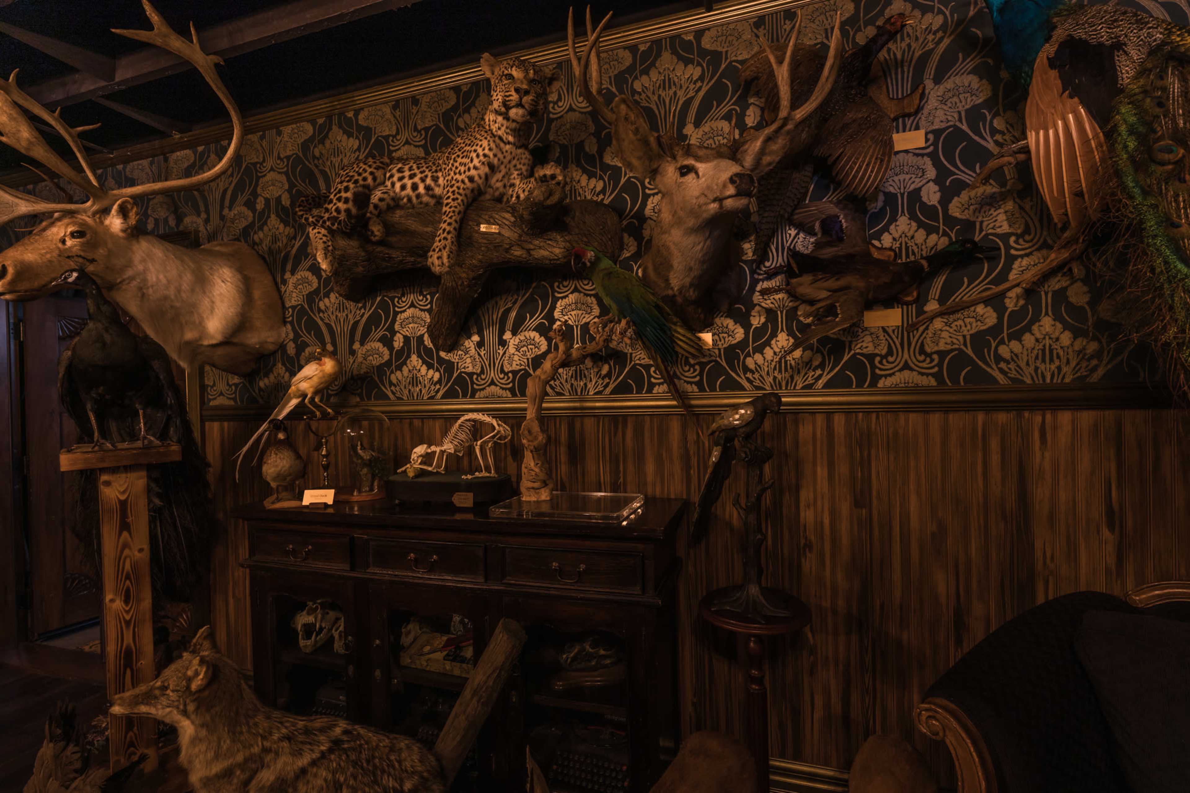 The image shows a dimly lit room with various taxidermied animals mounted on a patterned wall, alongside a wooden cabinet filled with curiosities.