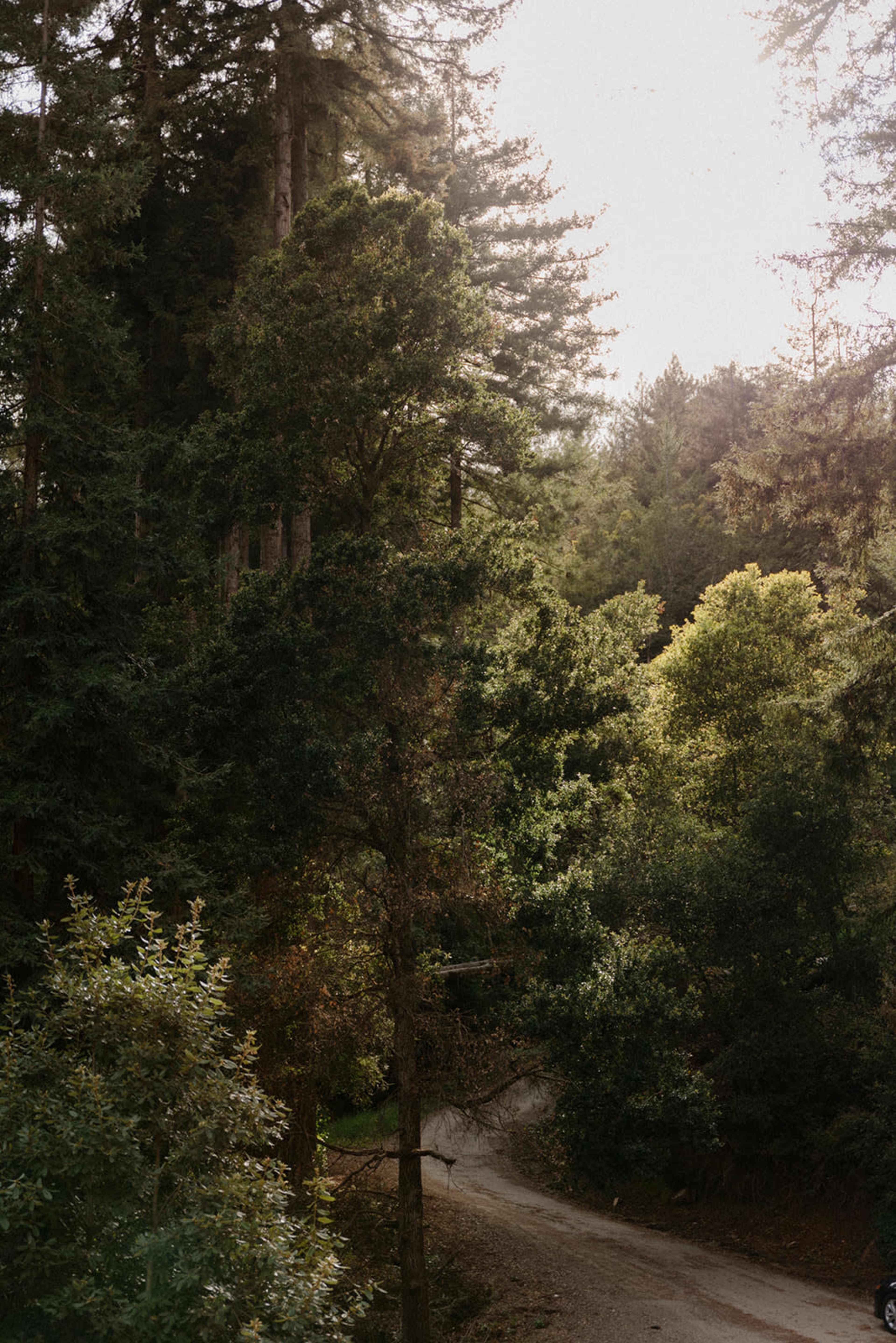 Redwood Radiance: Outdoor & Lifestyle Photoshoot Venue Image in Day Valley, Aptos, CA