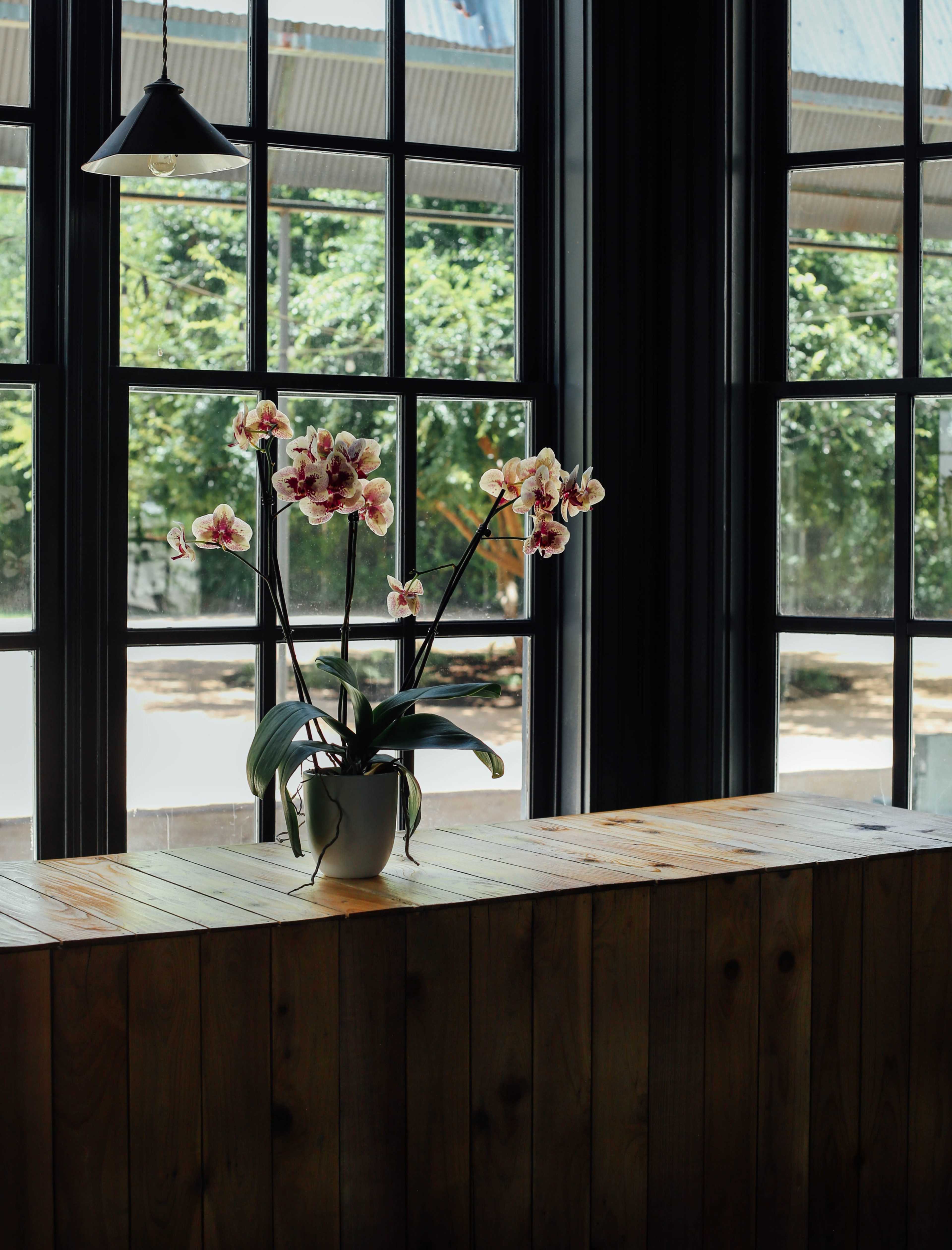 A potted orchid with pink and white blooms sits on a wooden table by a large window with multiple panes.