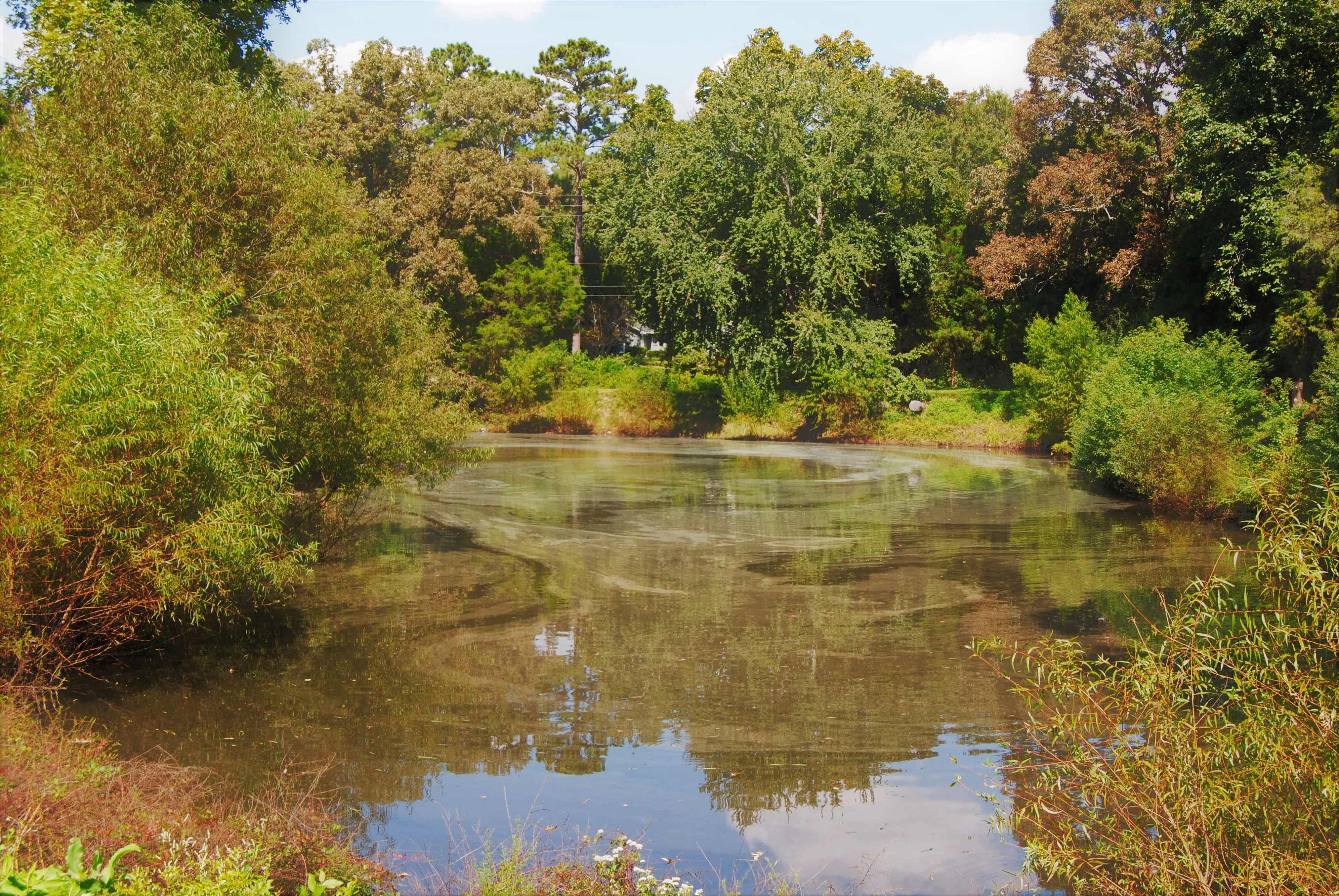 A calm pond is surrounded by lush greenery and trees under a clear sky.