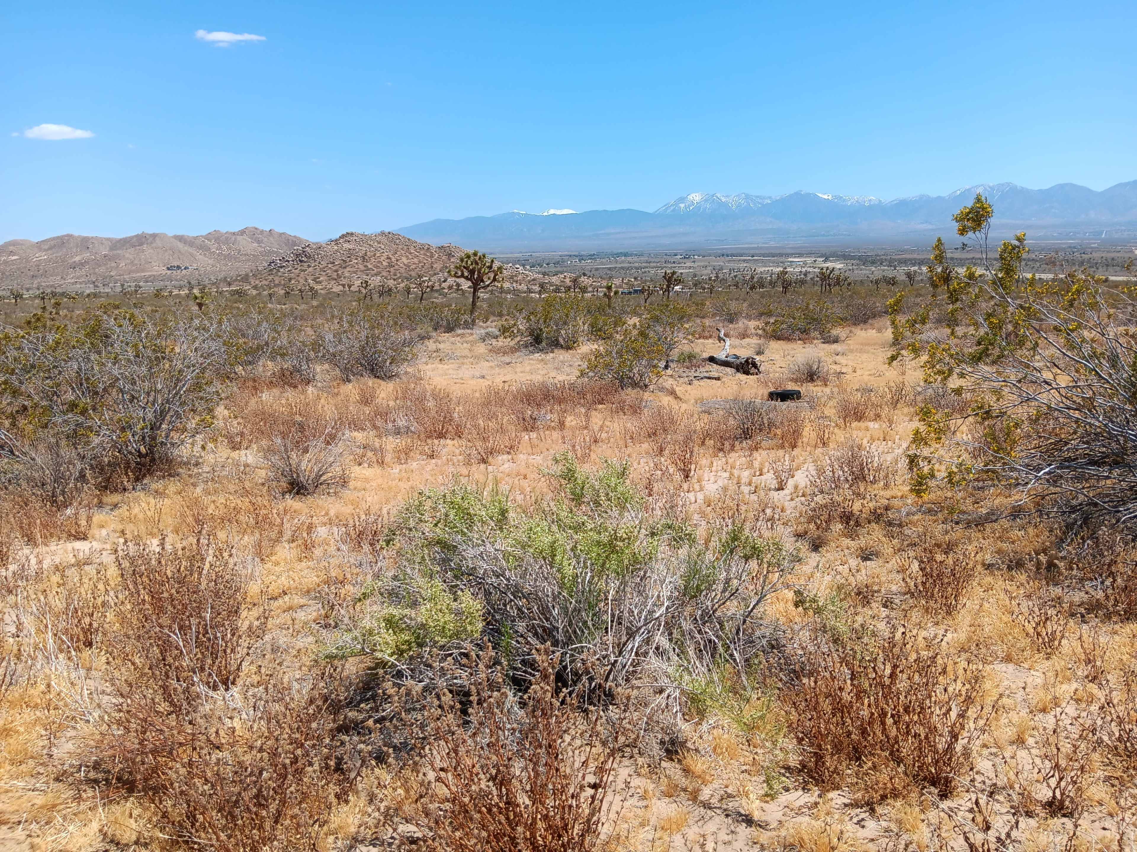 The image shows a desert landscape with sparse vegetation, scattered shrubs, and mountains in the distance under a clear blue sky.