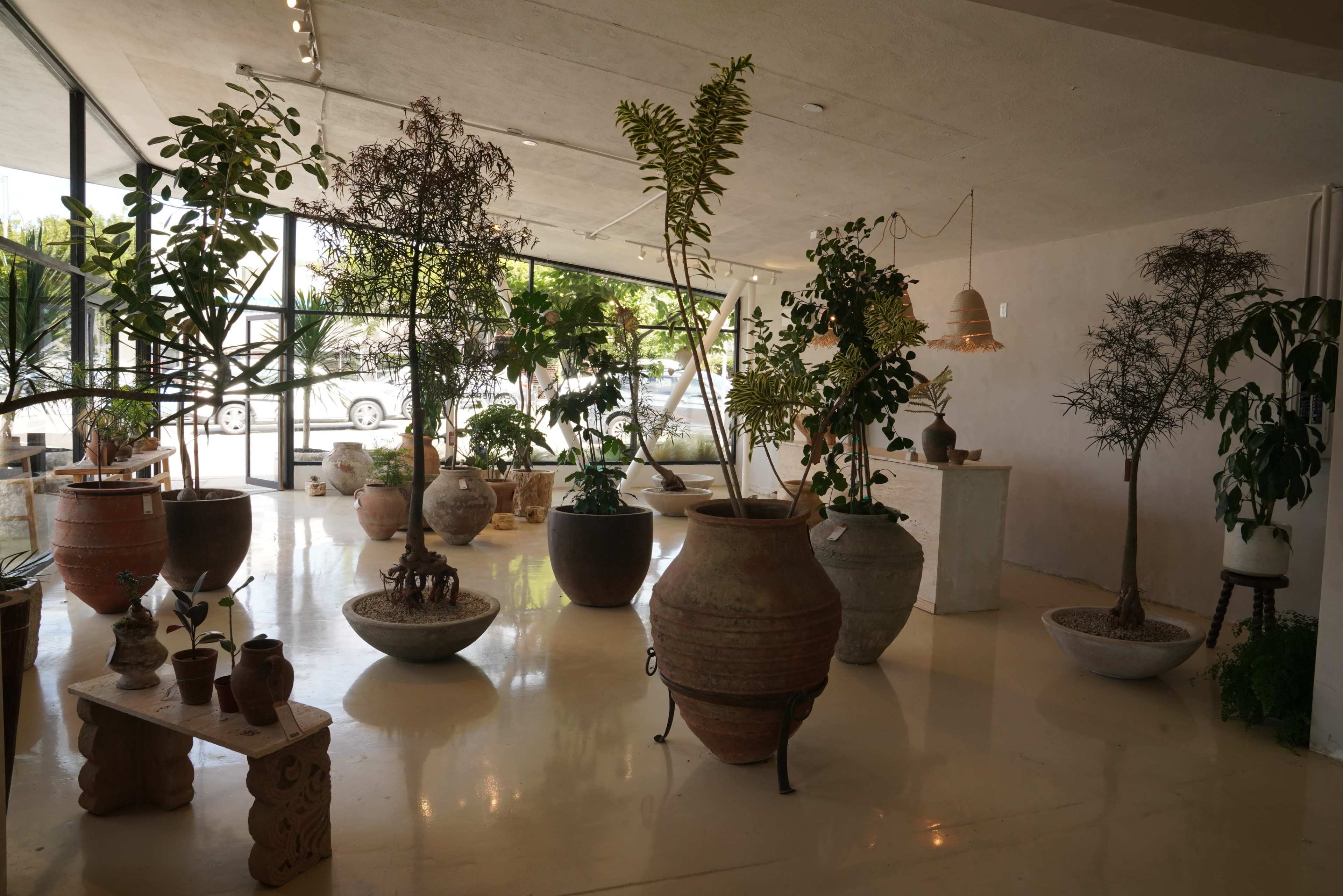 The image shows a spacious interior filled with various large pots and plants arranged around a bright, open area with large windows.