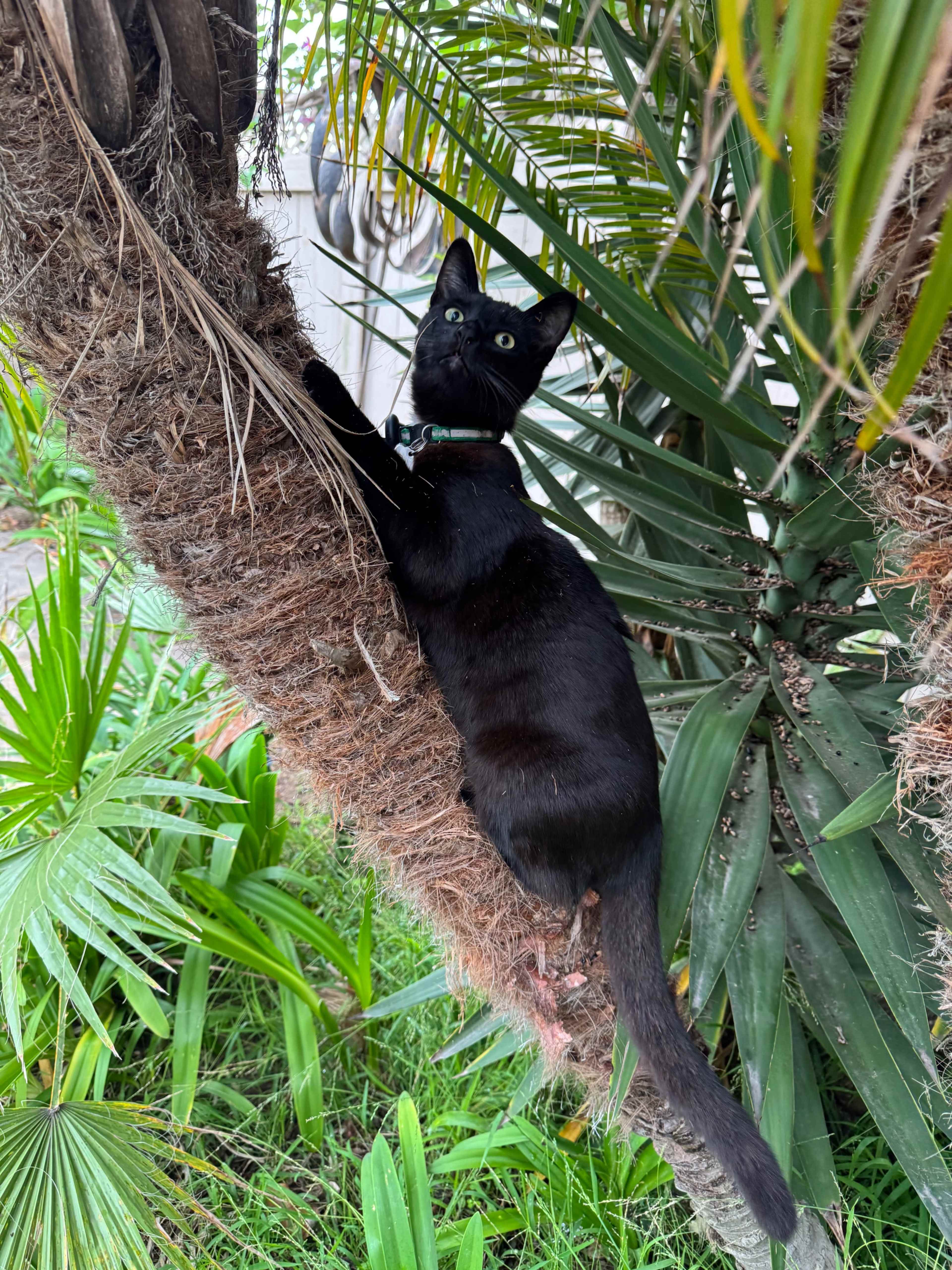 A black cat climbs a palm tree amidst green foliage.