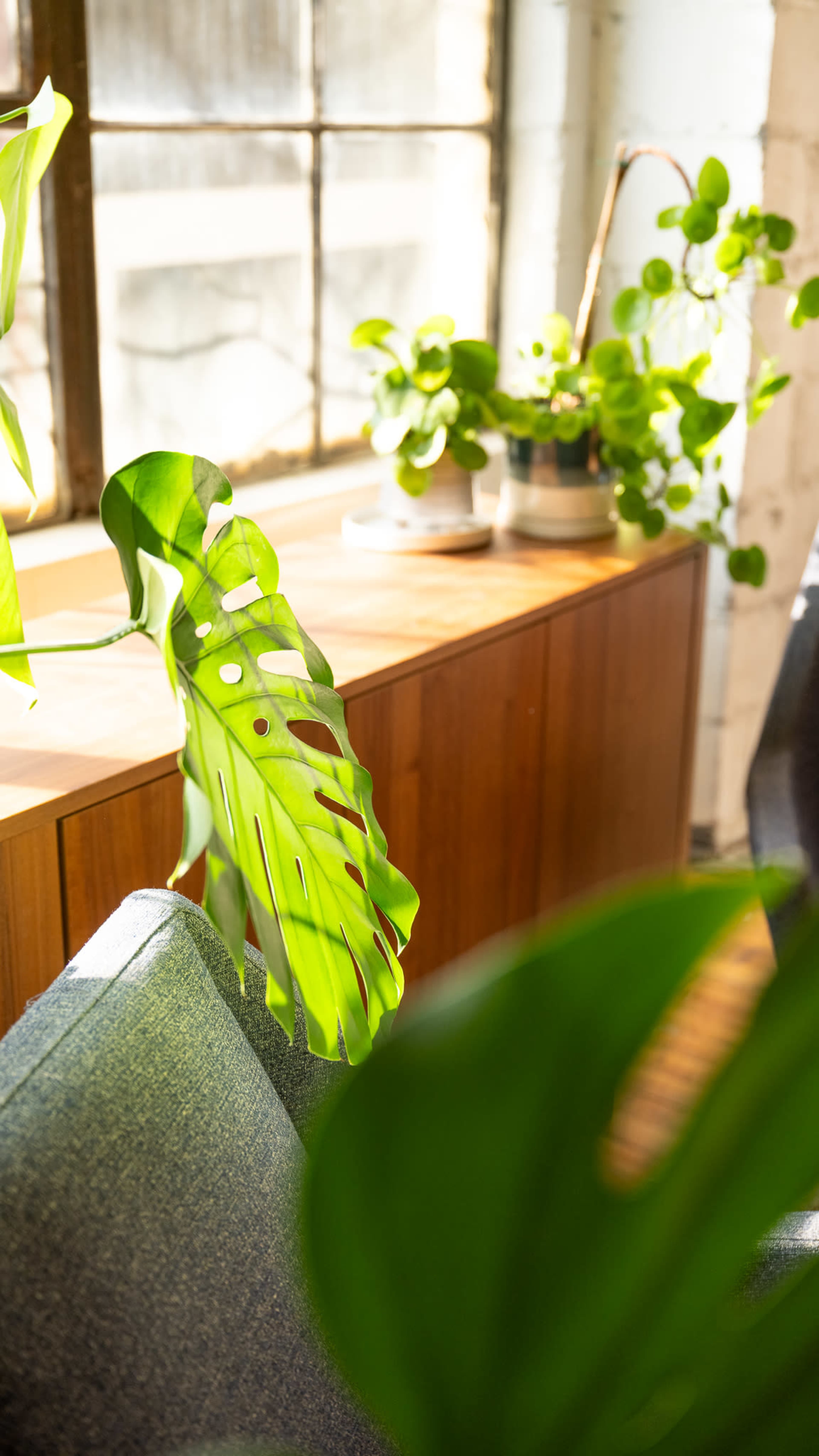 A large green leaf is prominently in the foreground, with a wooden cabinet and potted plants visible in the background near a window.