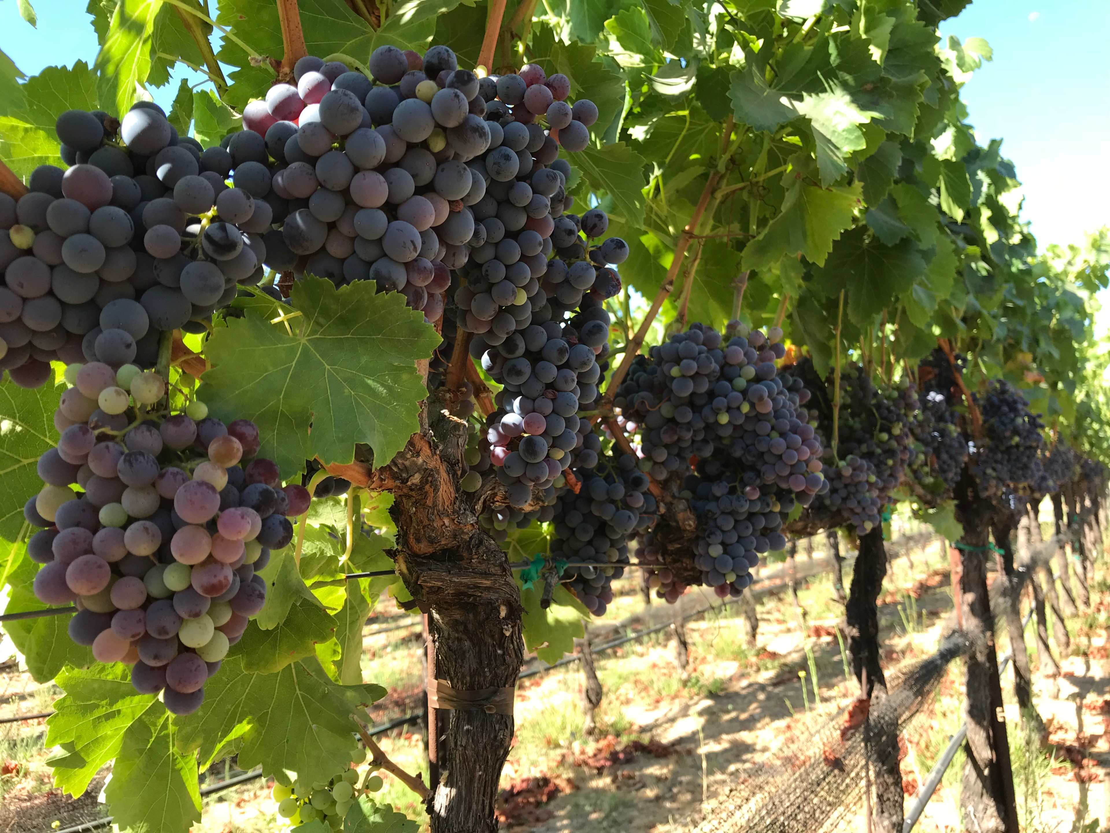 A row of grapevines bears ripe clusters of purple grapes under clear blue skies.