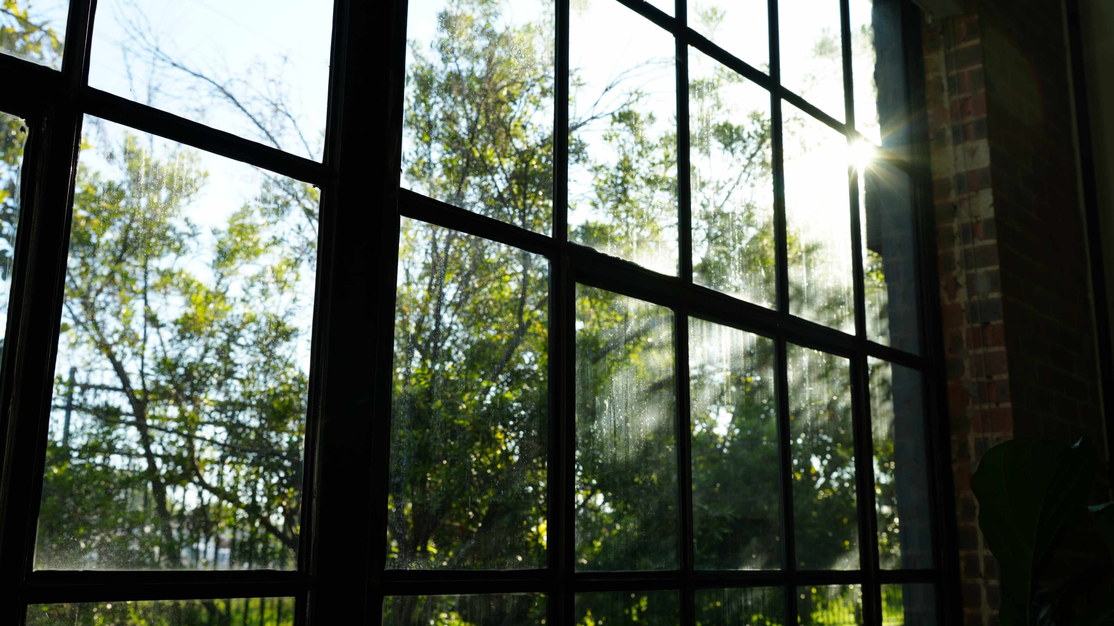 The image shows sunlight streaming through a large window, illuminating the greenery outside.