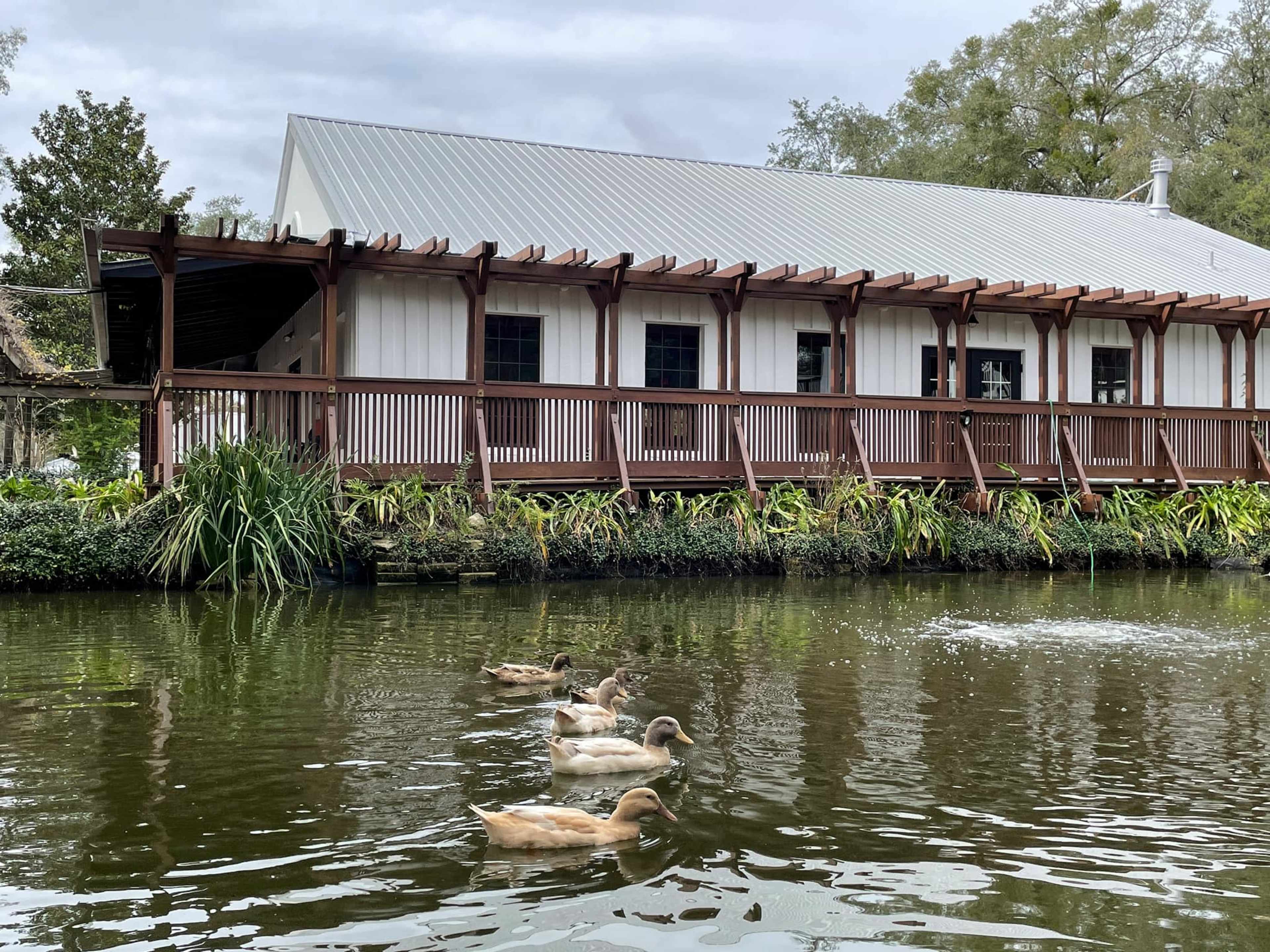 A group of ducks swims in a calm waterway in front of a wooden building with a metal roof, surrounded by greenery.
