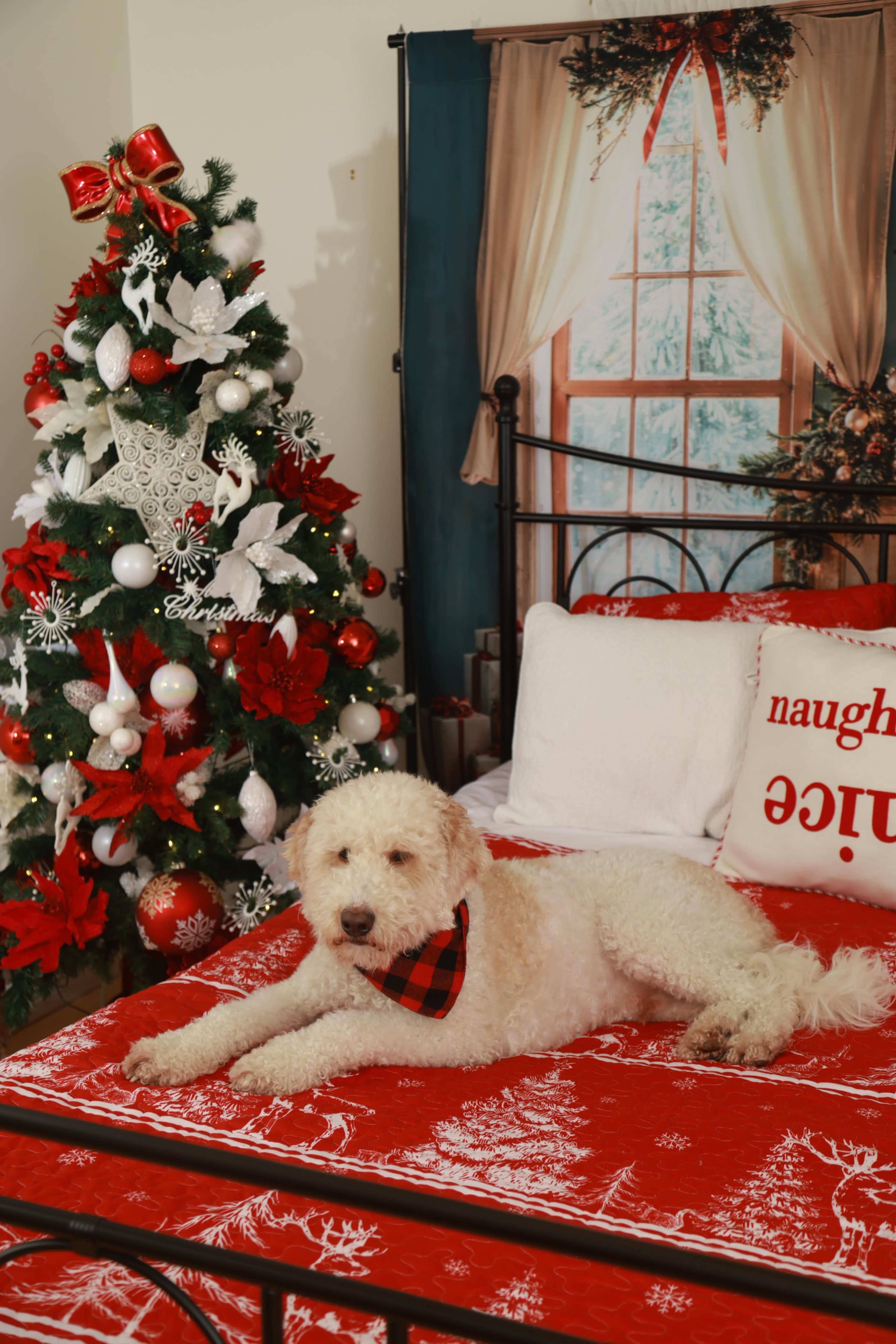 A dog with a checkered bandana lies on a red and white festive bedspread in front of a decorated Christmas tree.