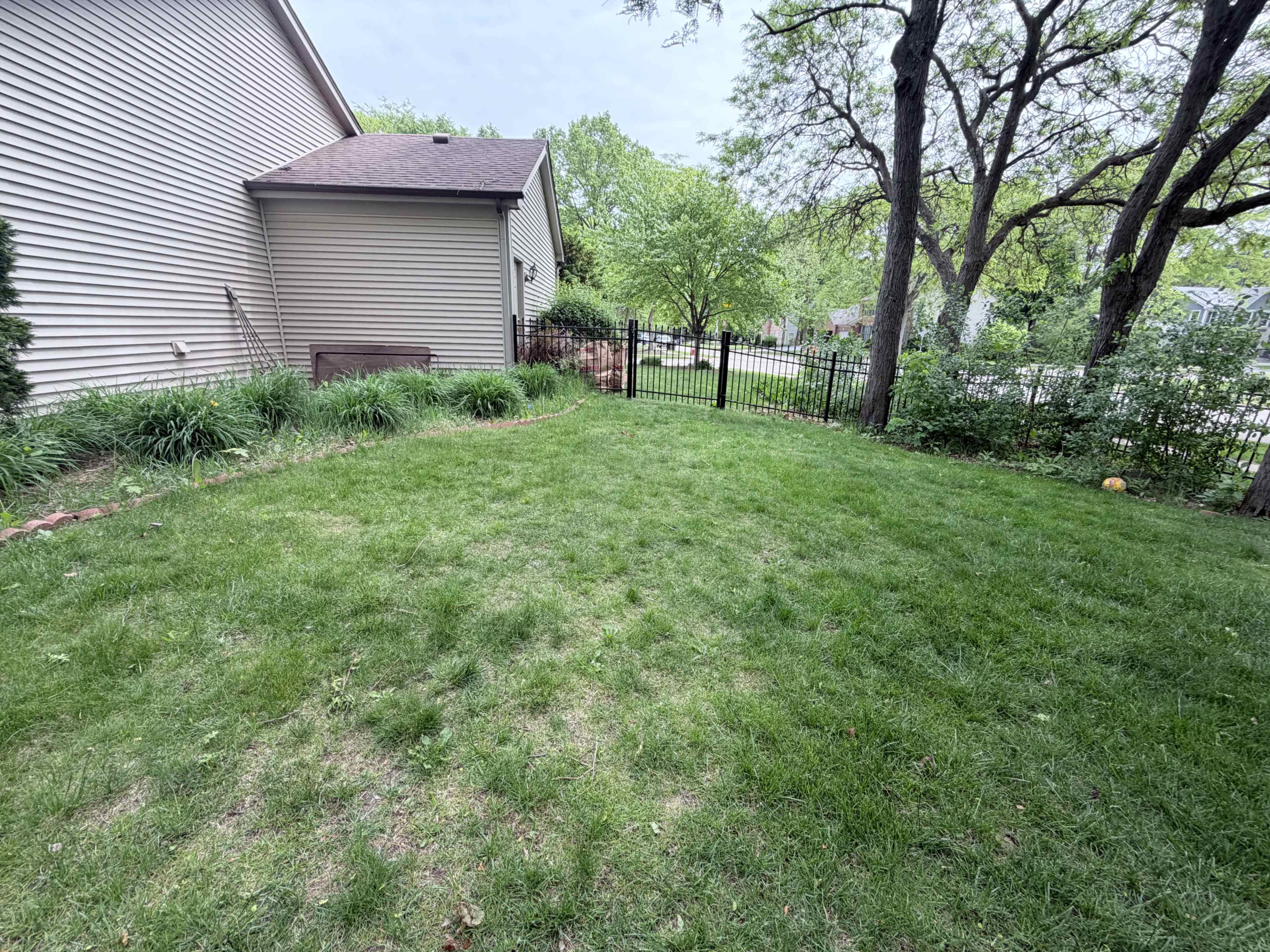 The image shows a grassy yard next to a house, with a fenced area visible in the background and trees lining the edge.