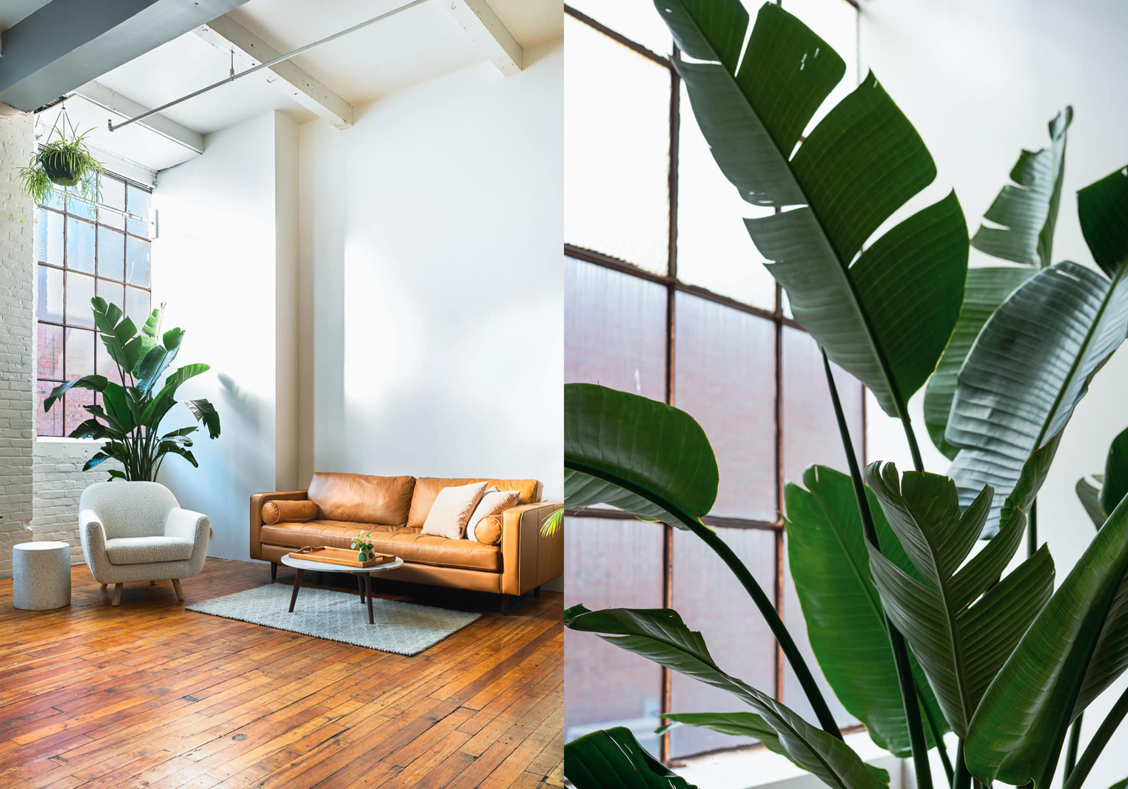 A spacious room with a brown leather sofa, a light-colored armchair, and large windows, complemented by several green plants.