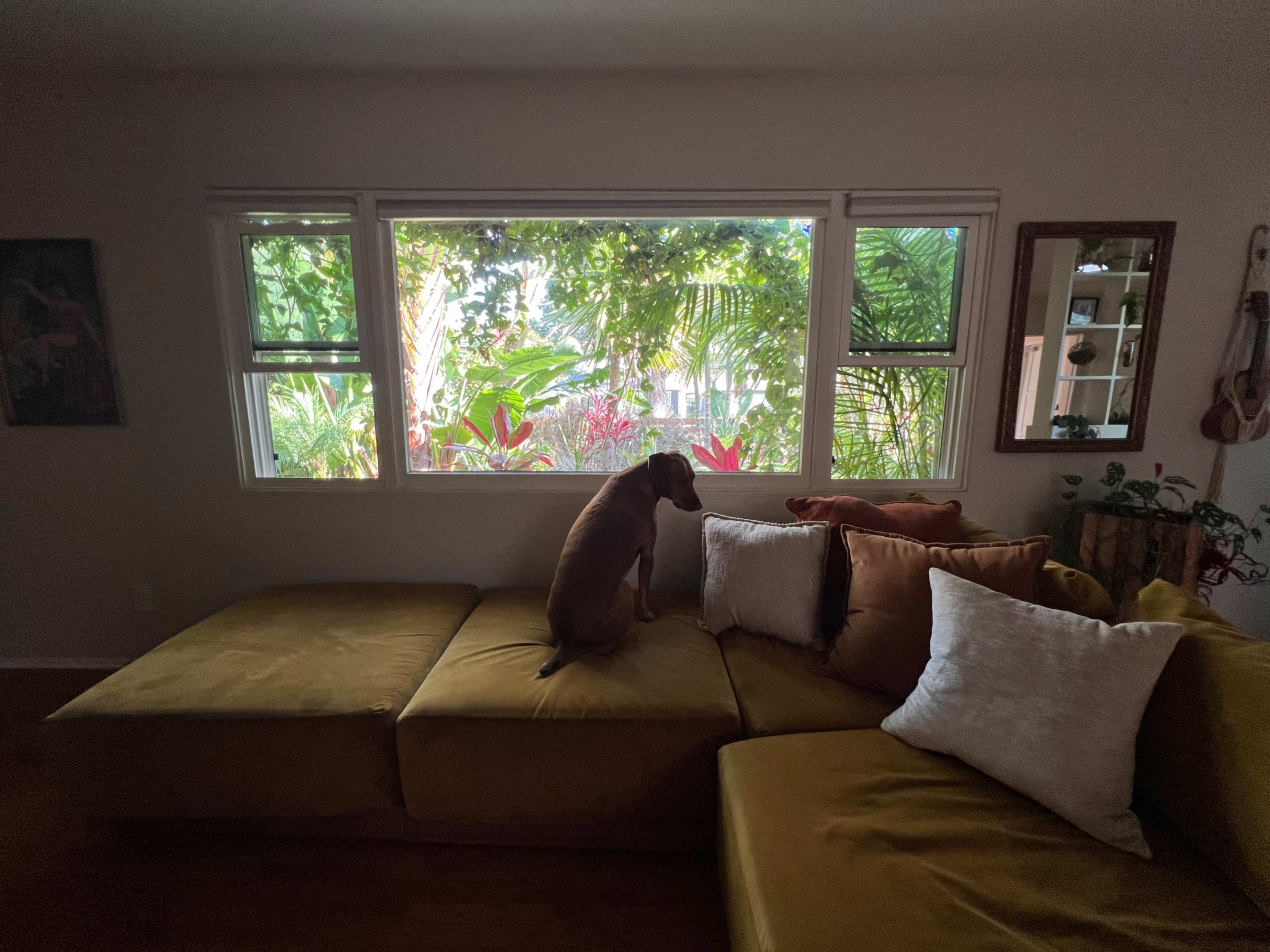 A dog sits on a sectional sofa, gazing out a large window filled with lush greenery.
