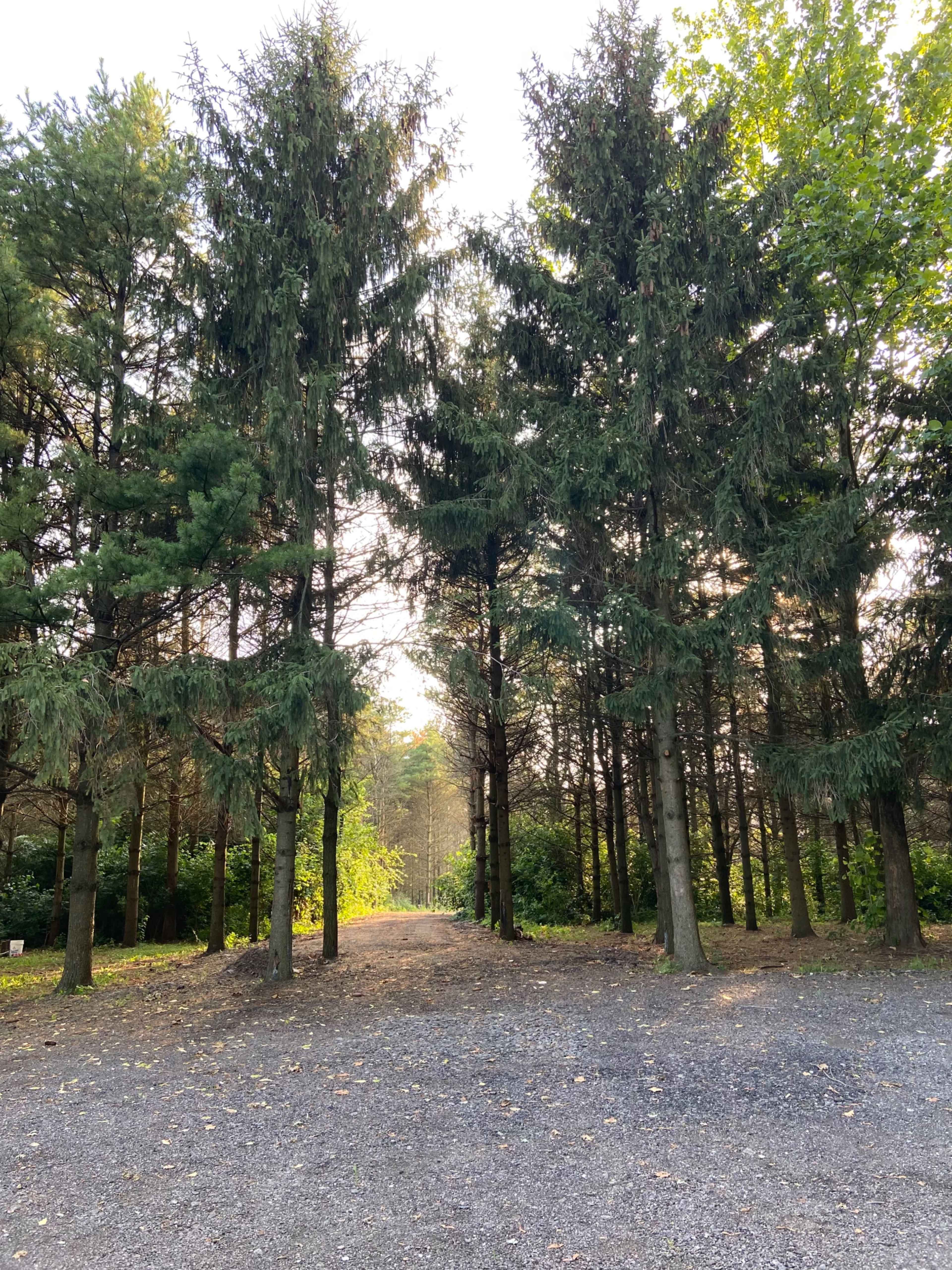 A path lined with tall trees leads into a wooded area, with gravel ground visible in the foreground.