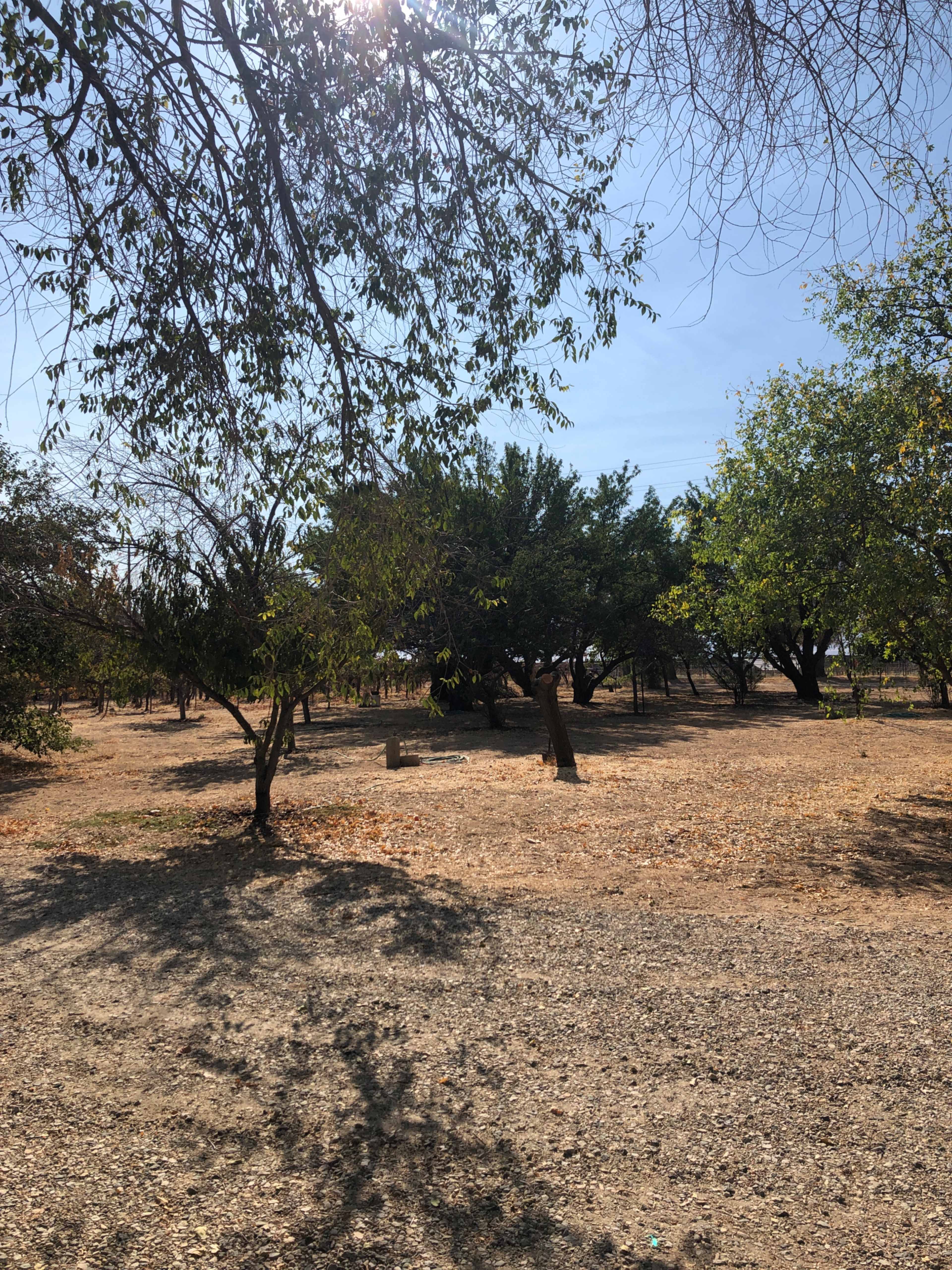 The image shows a dry, open area with scattered trees and a clear sky.