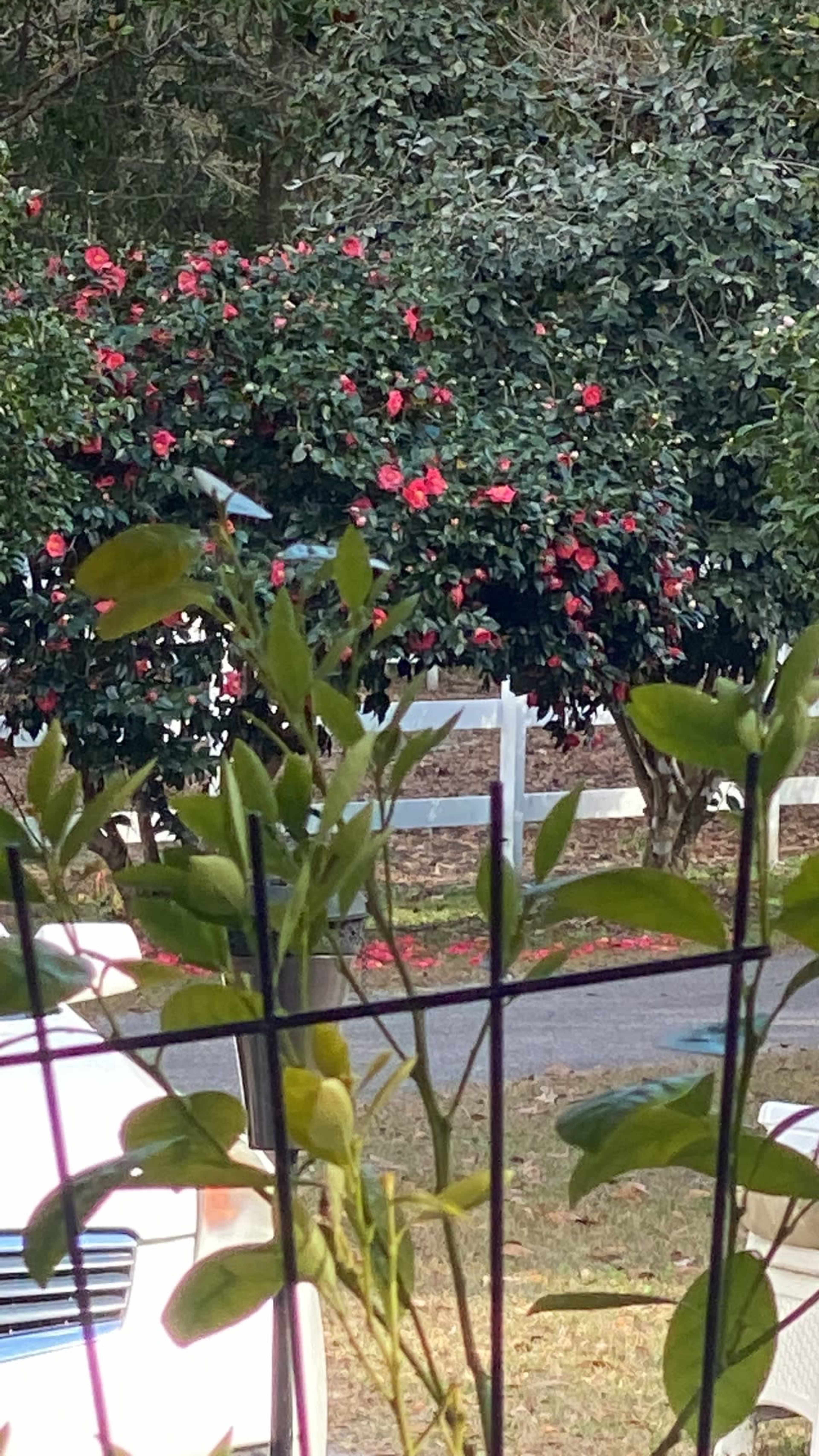 A white fence is visible in the foreground, framing a view of blooming red flowers on green bushes in the background.