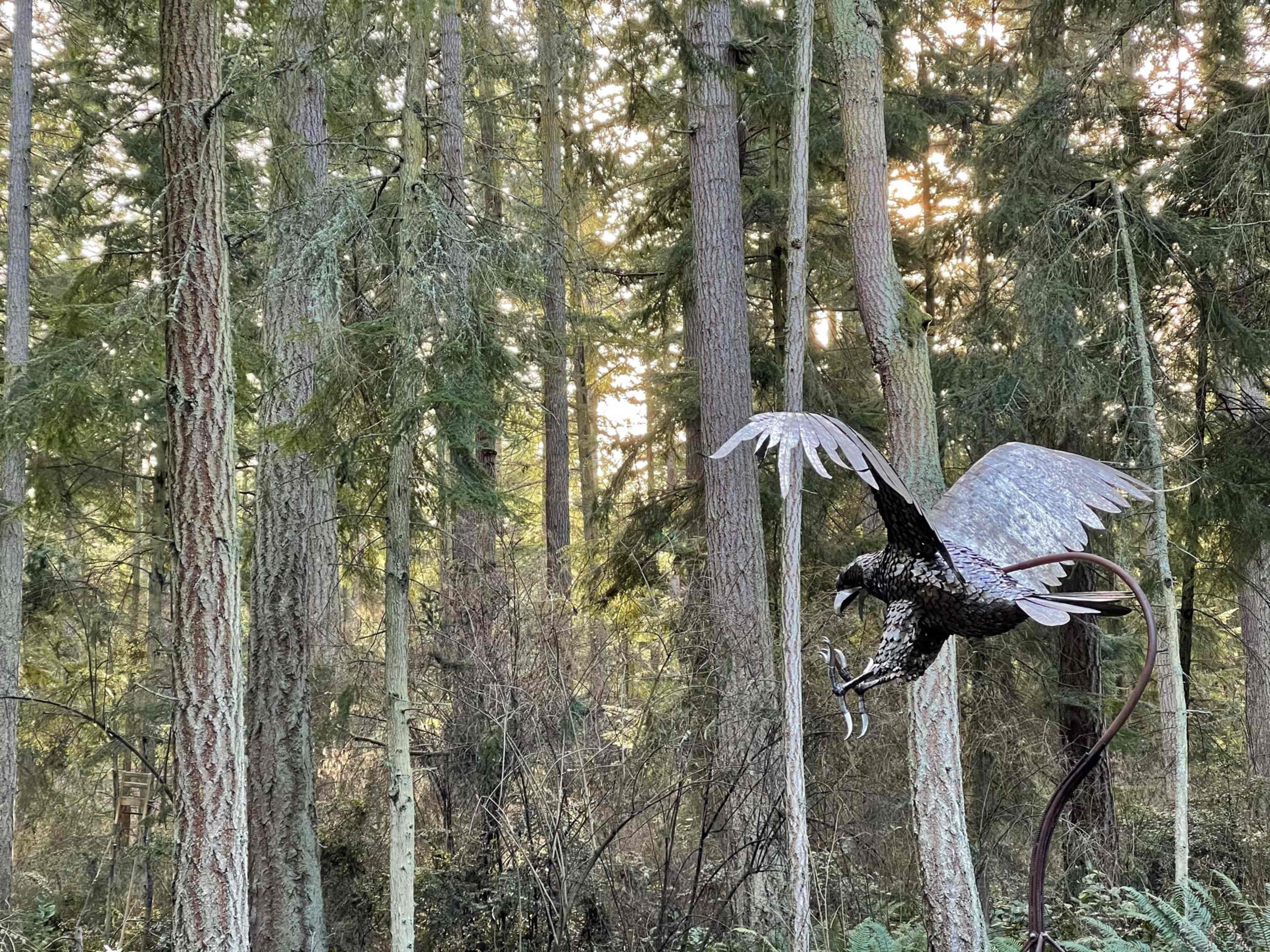 A metal sculpture of a bird in flight is positioned among tall trees in a forest.