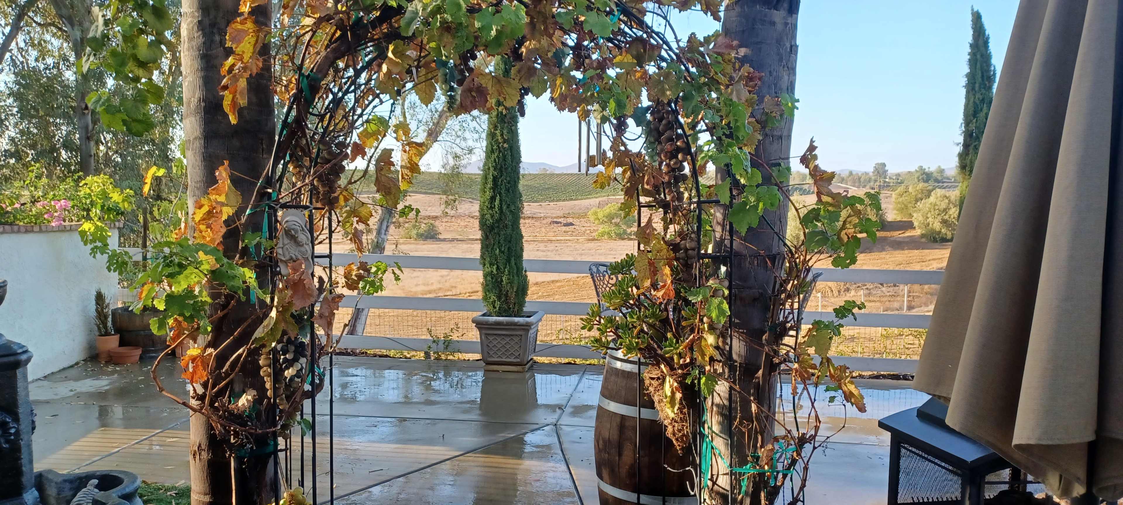 A vine-covered arch stands in the foreground, framing a view of an expansive, dry landscape with distant trees and hills.