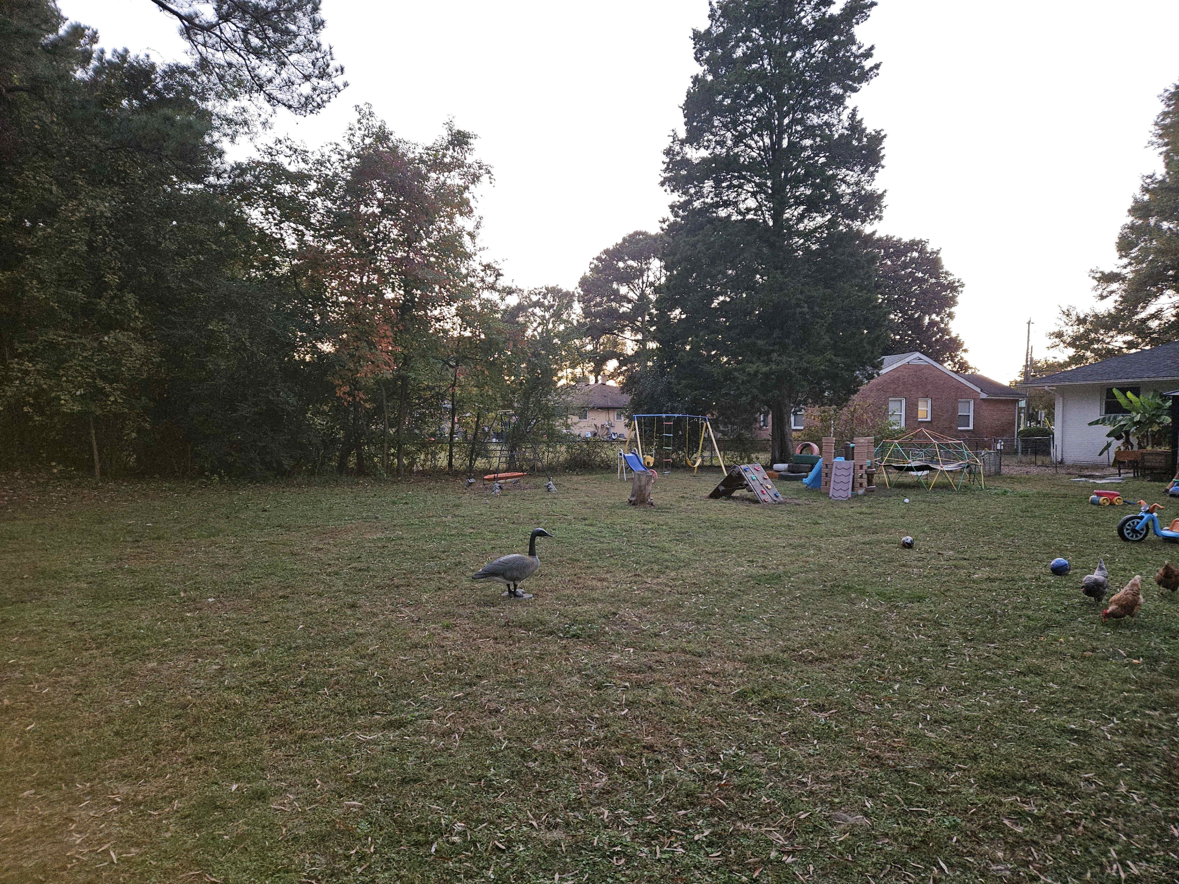A person is standing in a grassy yard with playground equipment, a goose, and some chickens scattered around.