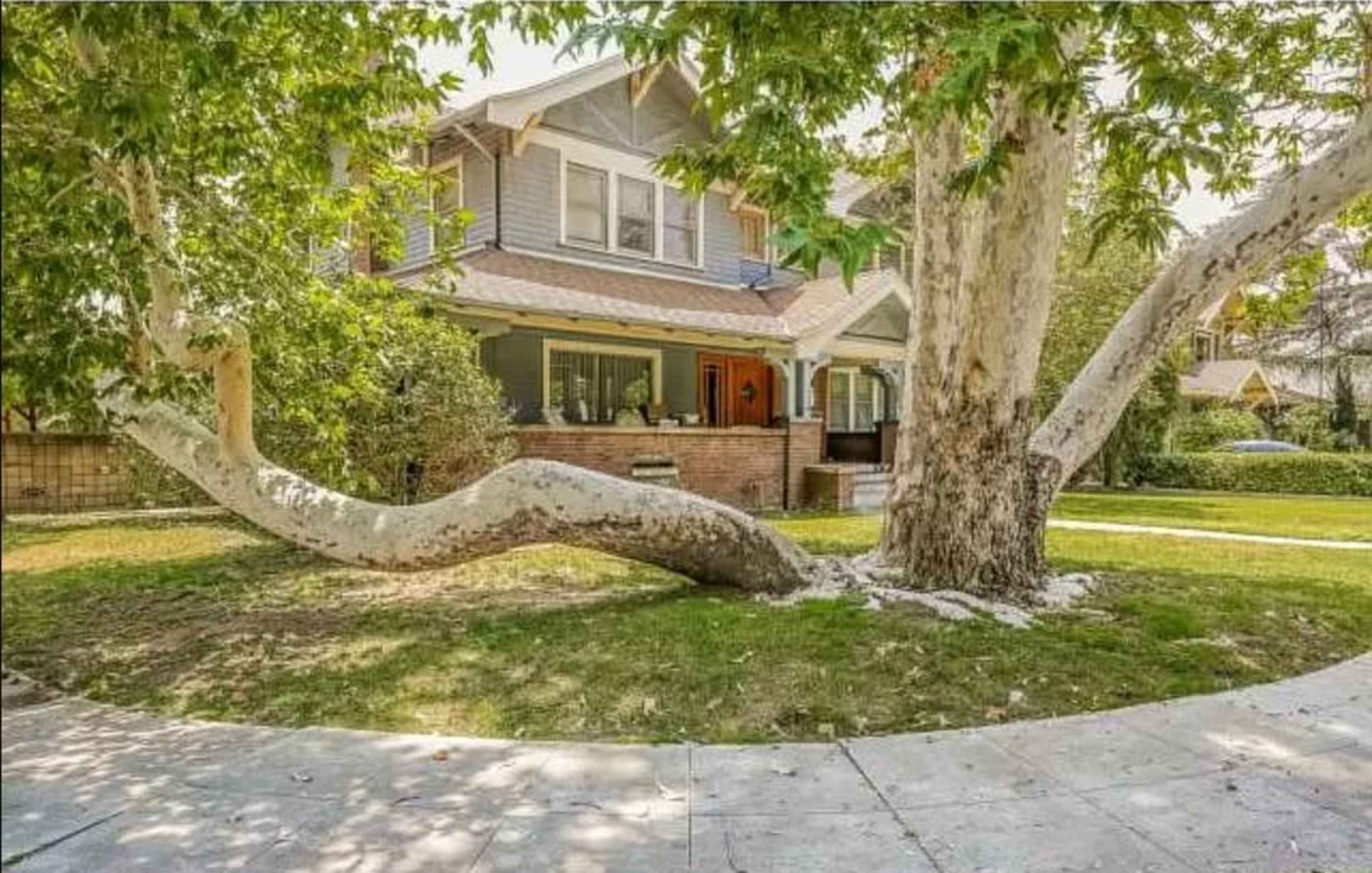 A large, sprawling tree with a white trunk sits in front of a two-story house with a sloped roof and a welcoming porch.