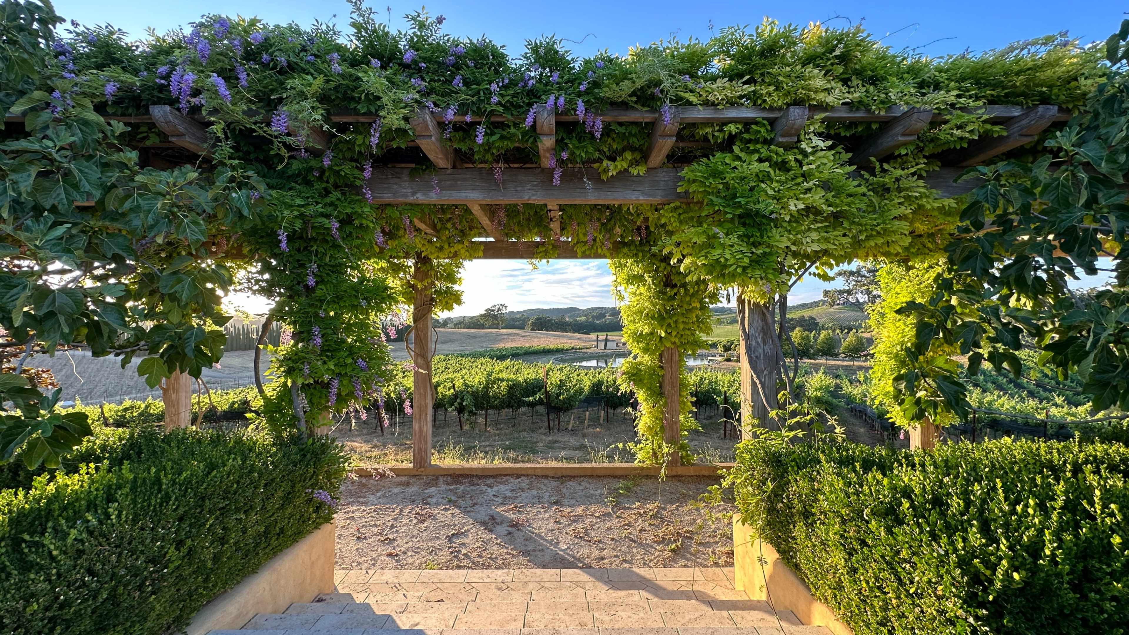 A wooden pergola covered in greenery frames a view of rolling vineyards under a clear sky.