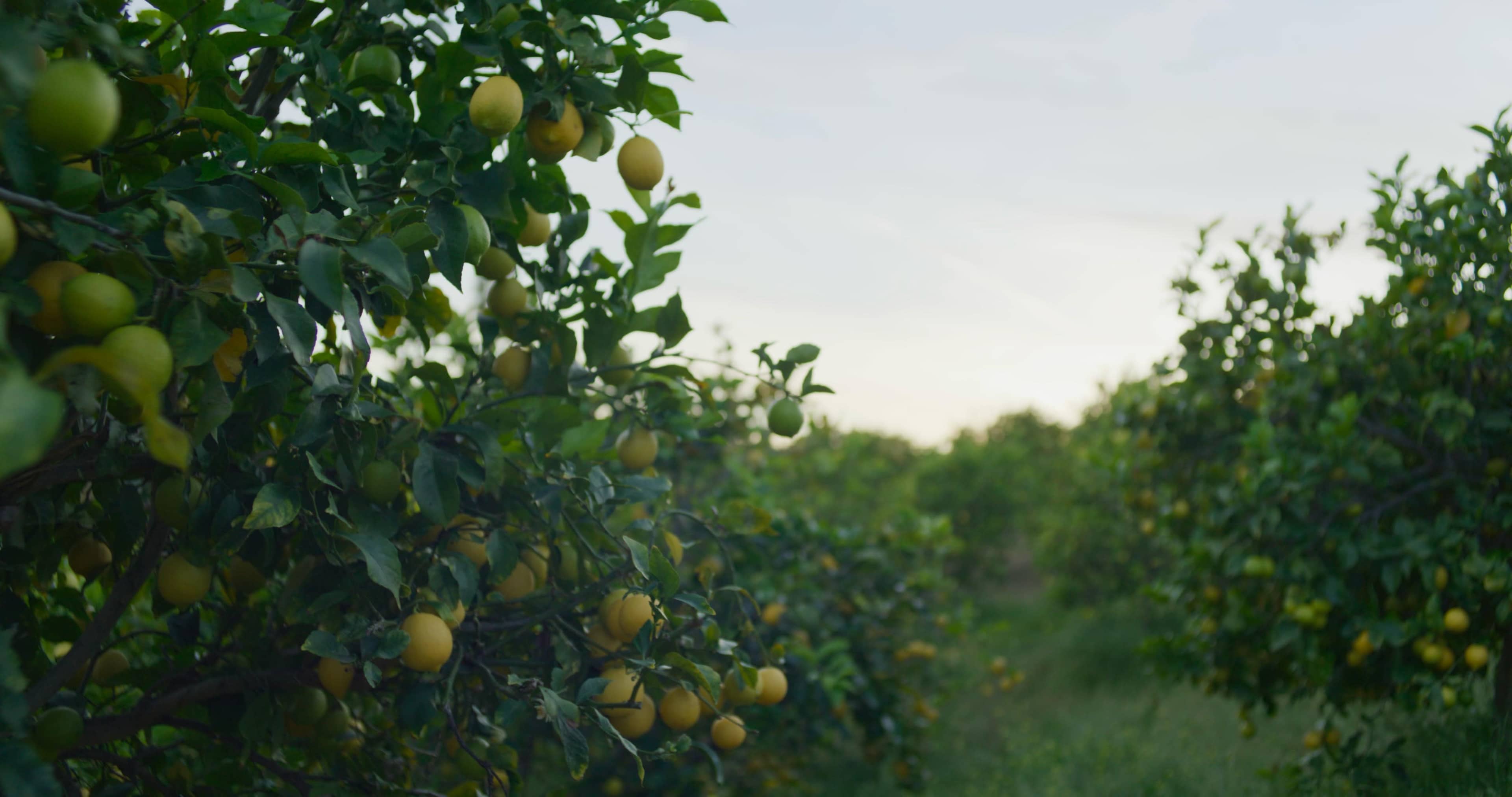 Lemon trees laden with fruit stretch across a green orchard under a pale sky.