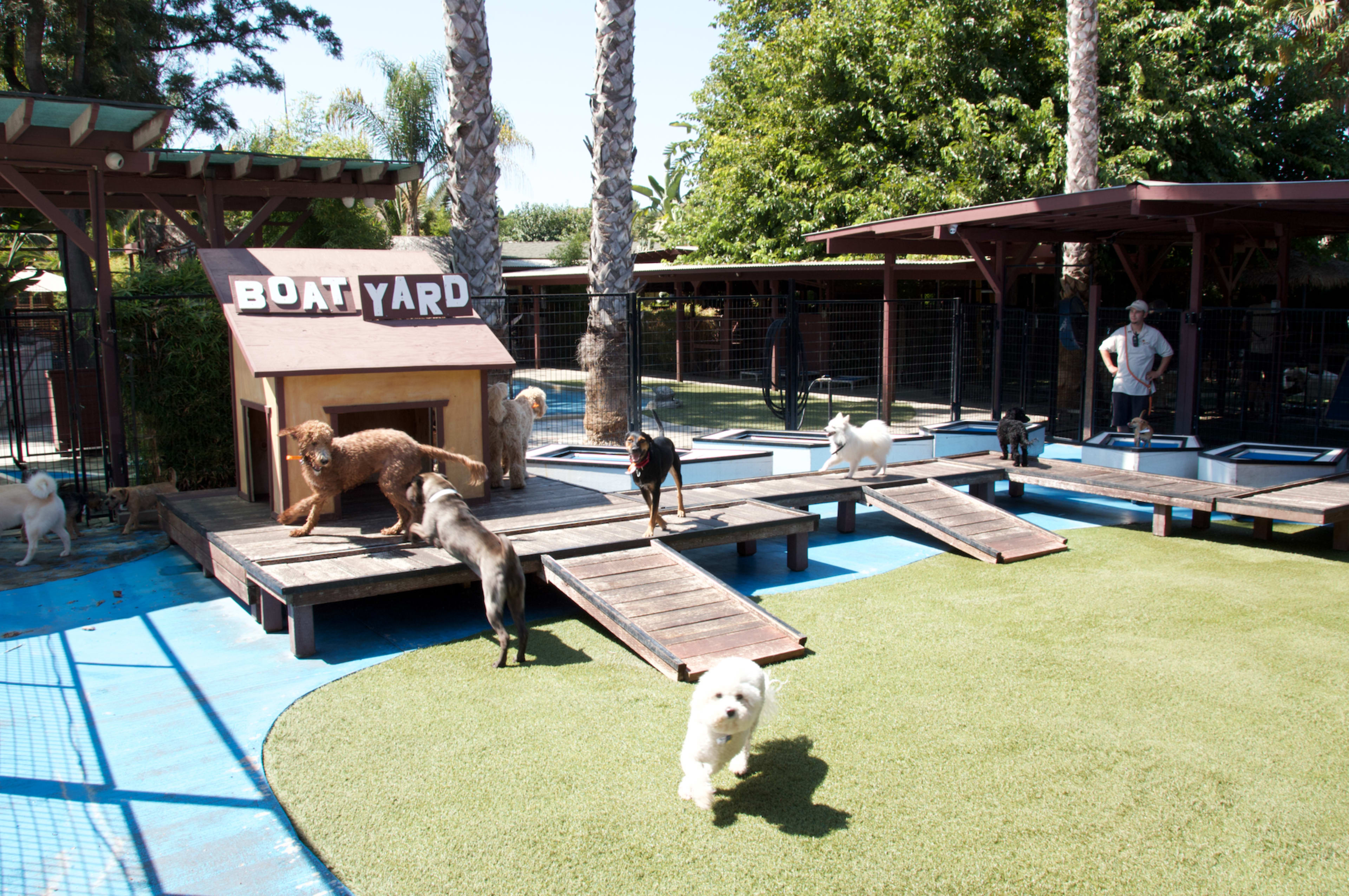 Several dogs play in a fenced outdoor area with ramps and a boat-shaped structure.