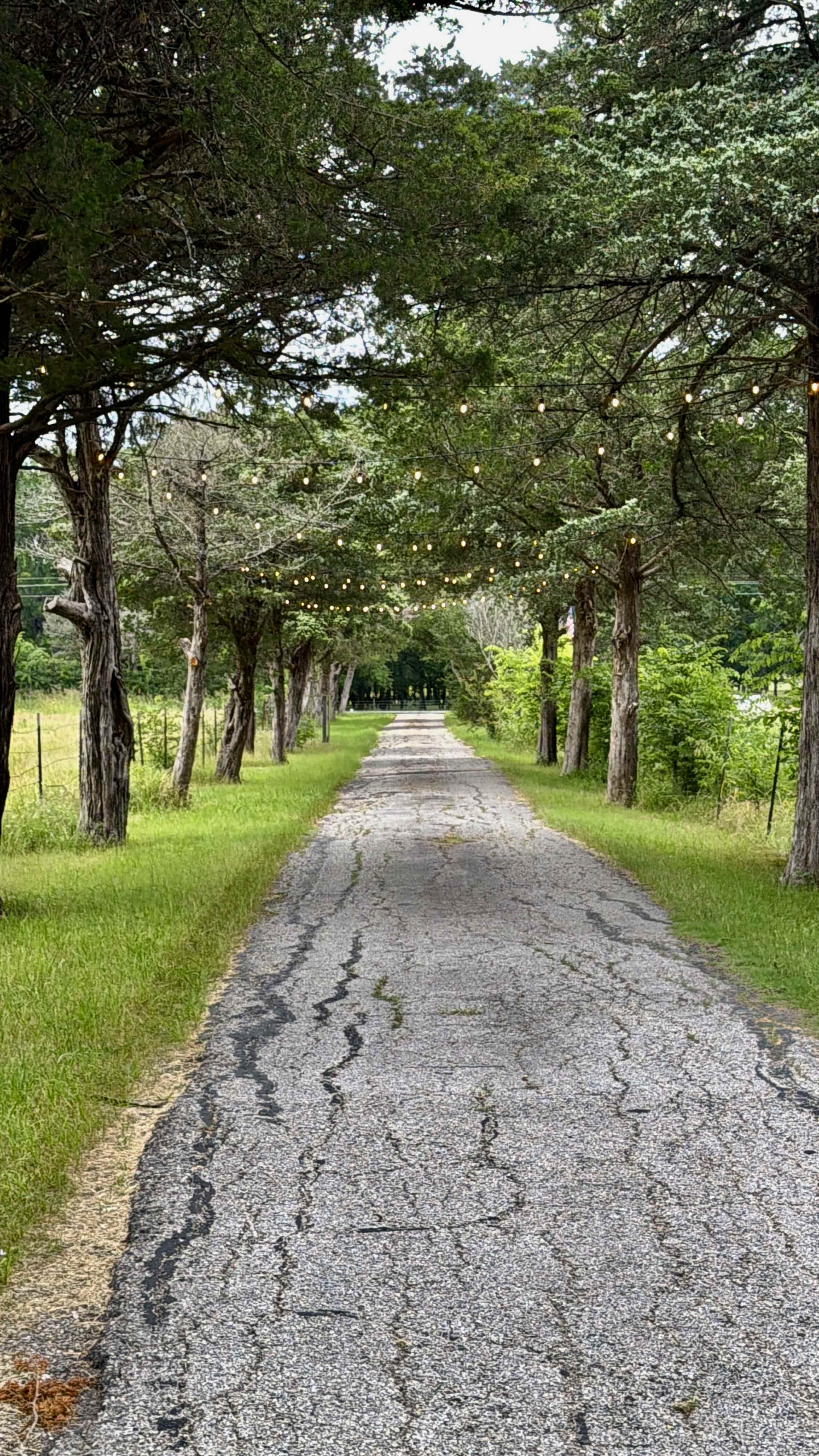 A long, tree-lined gravel path stretches into the distance, illuminated by string lights overhead.