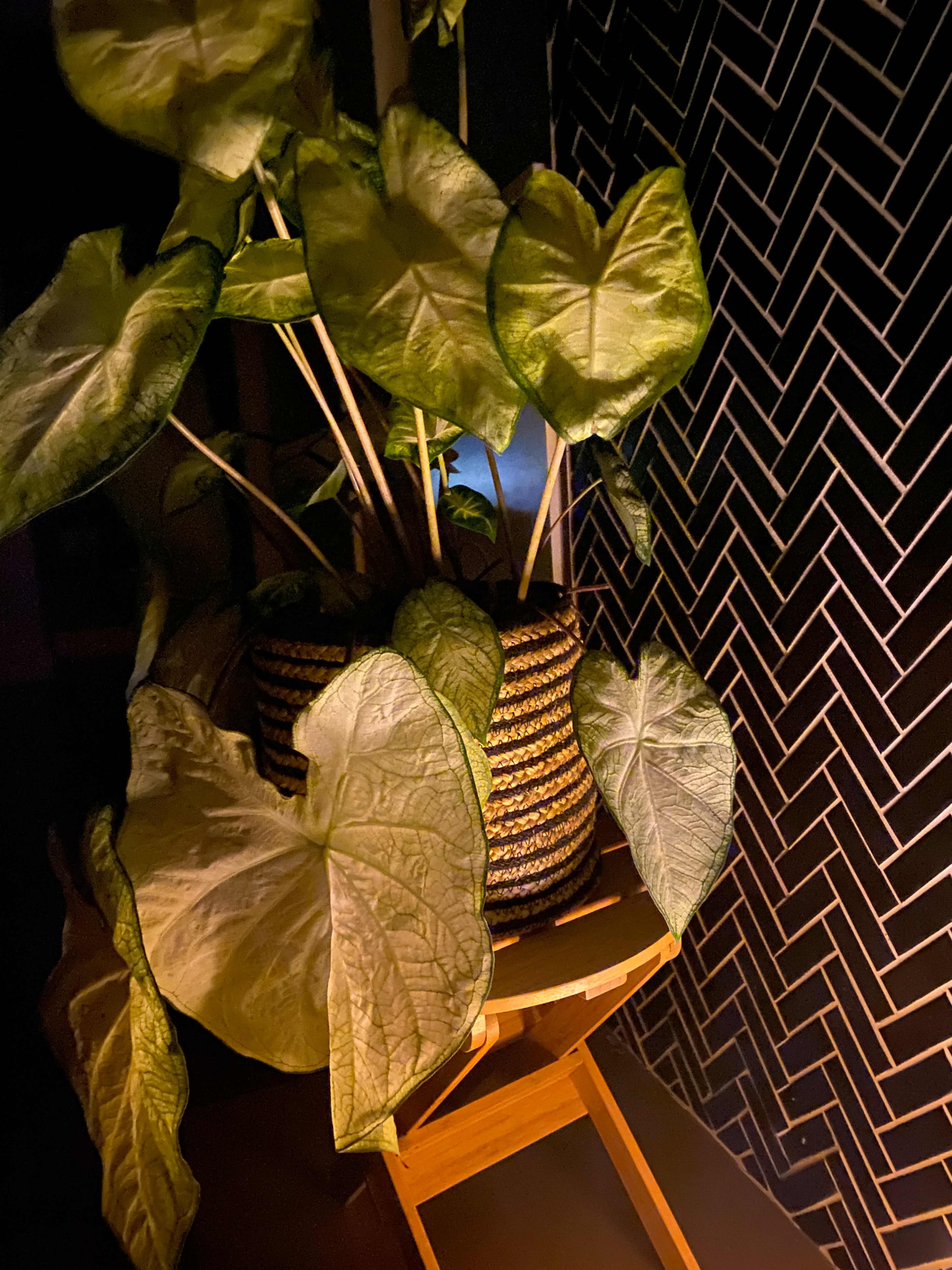 A potted plant with large, heart-shaped leaves is positioned next to a patterned black-and-white wall.